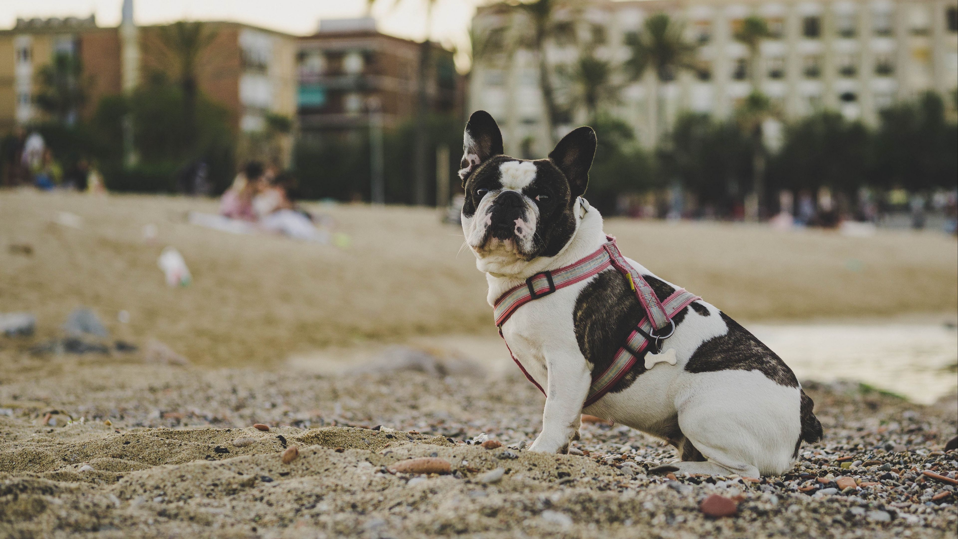 bulldog, dog, sitting, sand, stones, 4k, HD Wallpaper