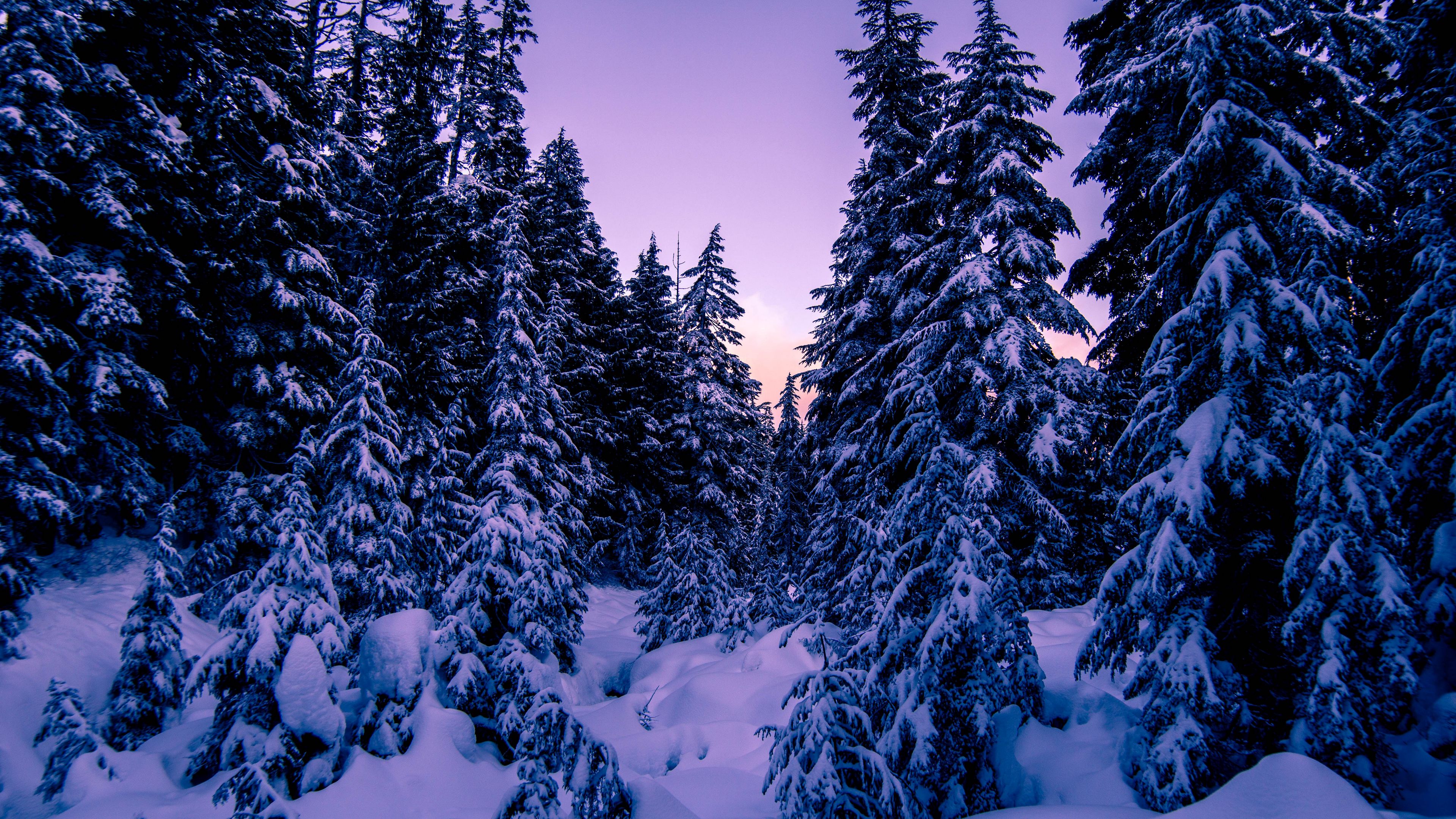 fir, snow, winter, evening, 4k, HD Wallpaper