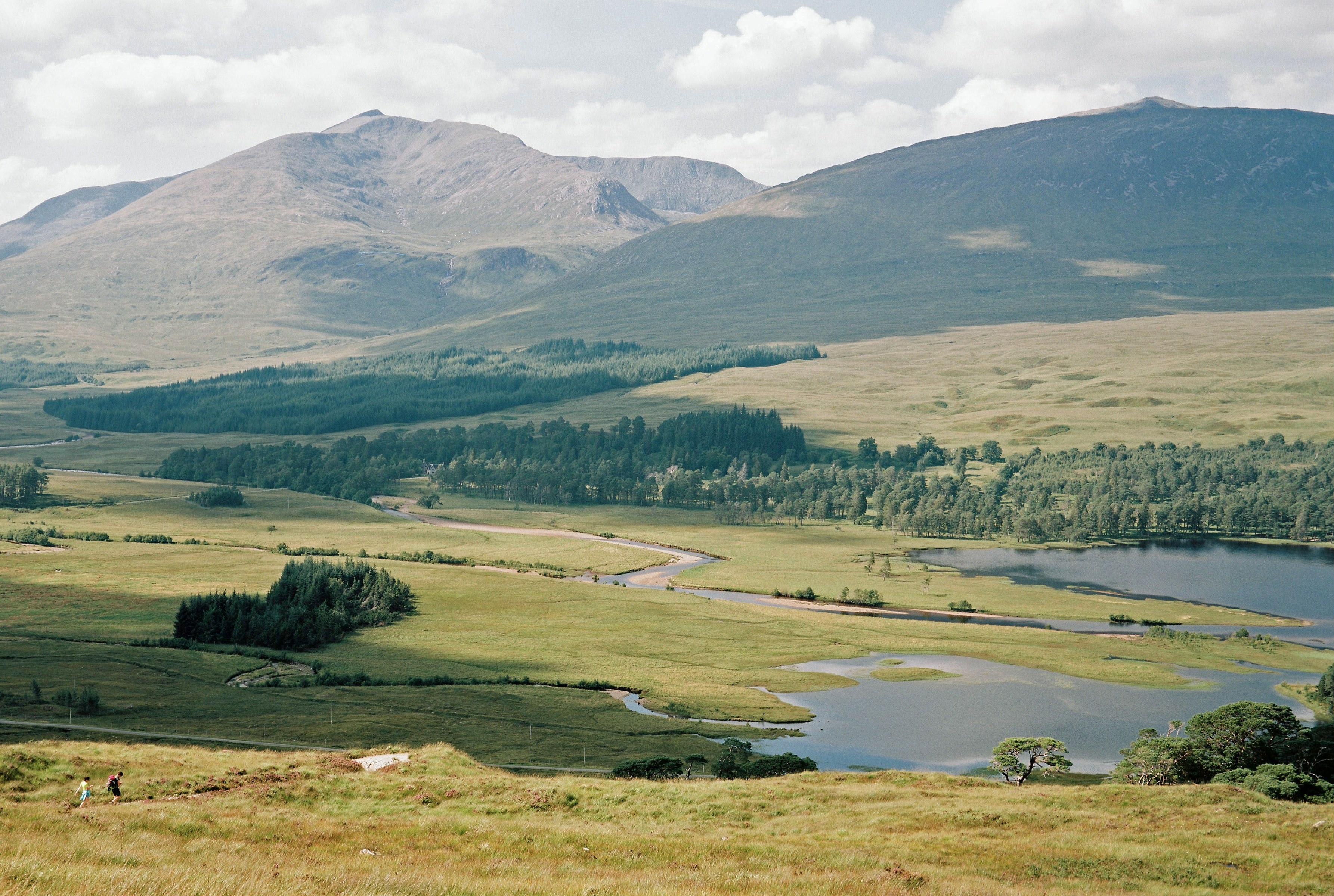 tree highland road and uk 4k, HD Wallpaper
