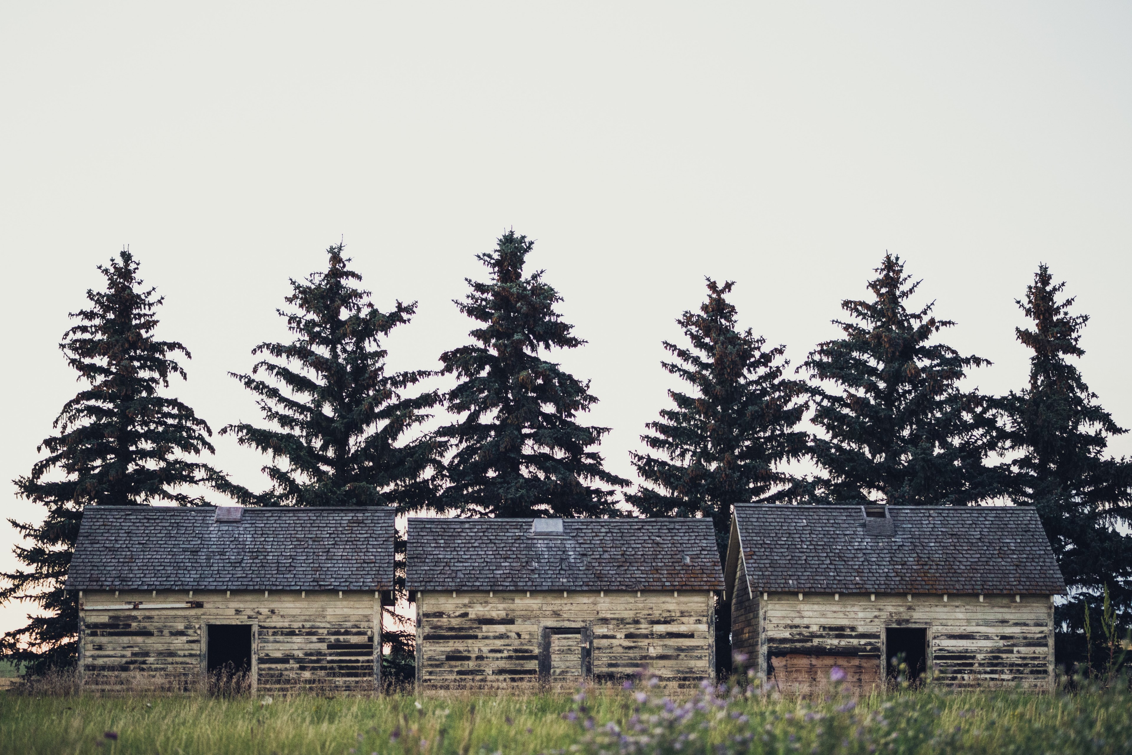 three rustic sheds in a field with six huge pine trees in three hills, three hills sheds 4k, HD Wallpaper