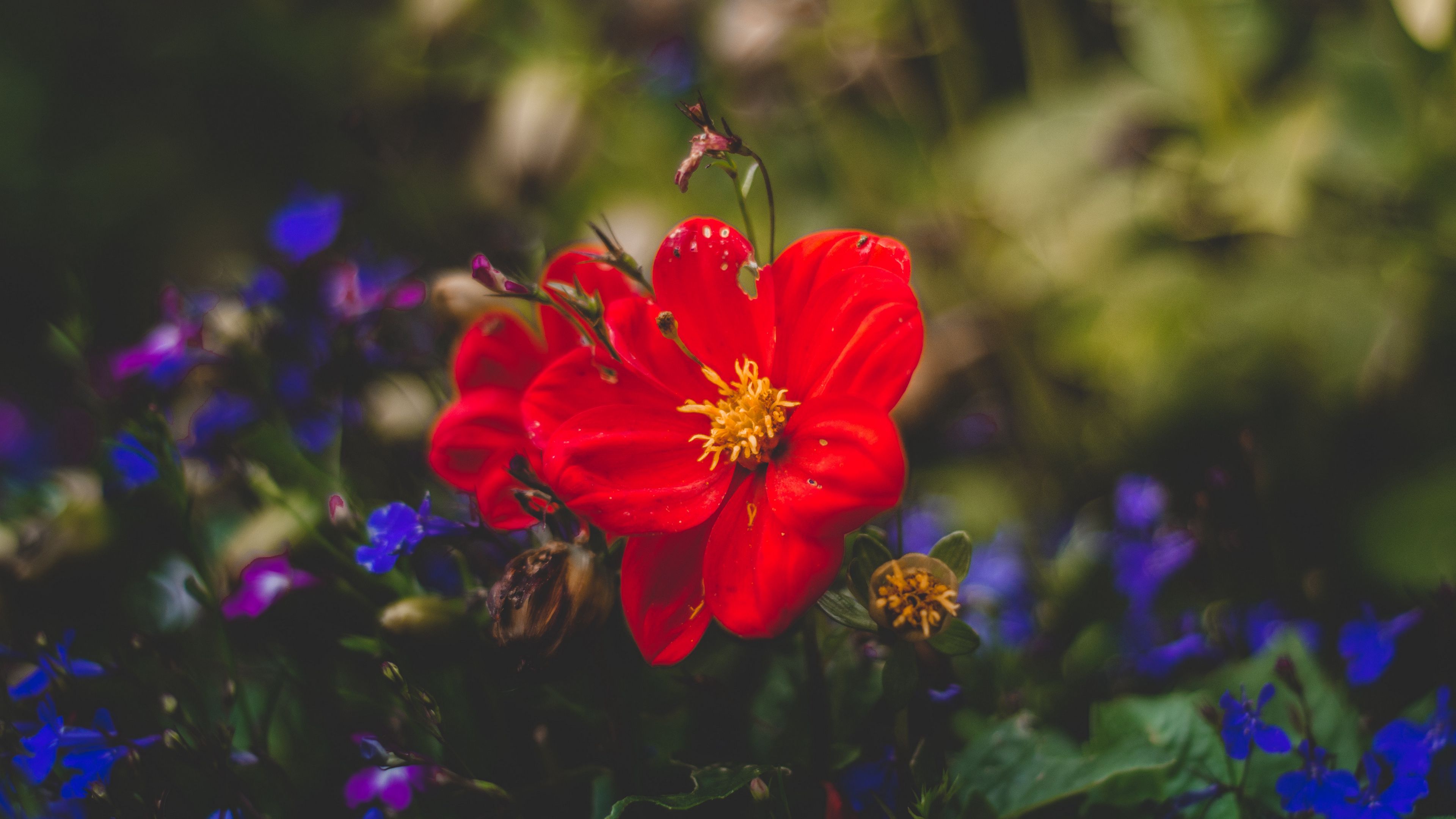 flower, red, bud, petals, 4k, HD Wallpaper
