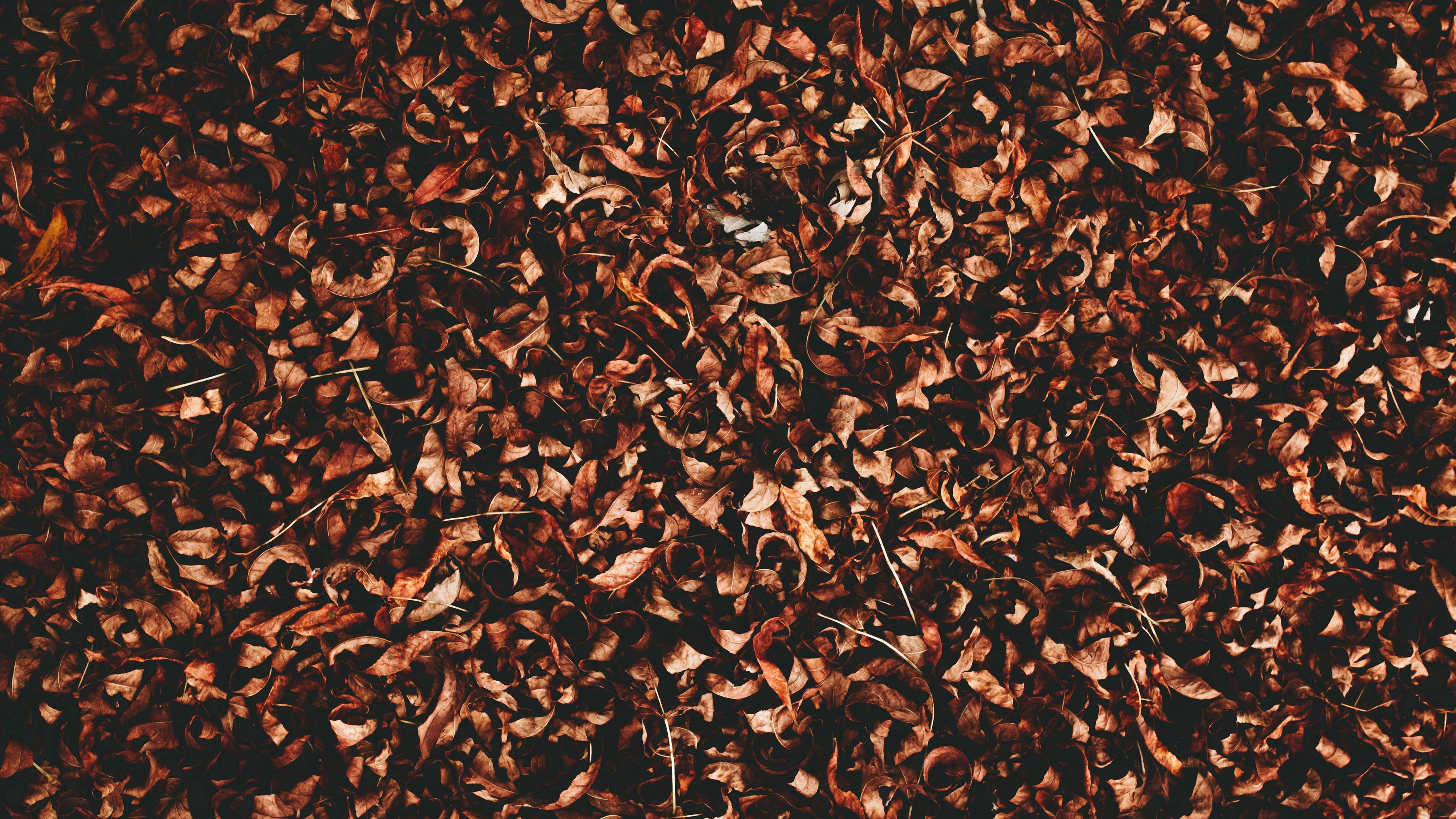 foliage, autumn, dry, 4k, HD Wallpaper