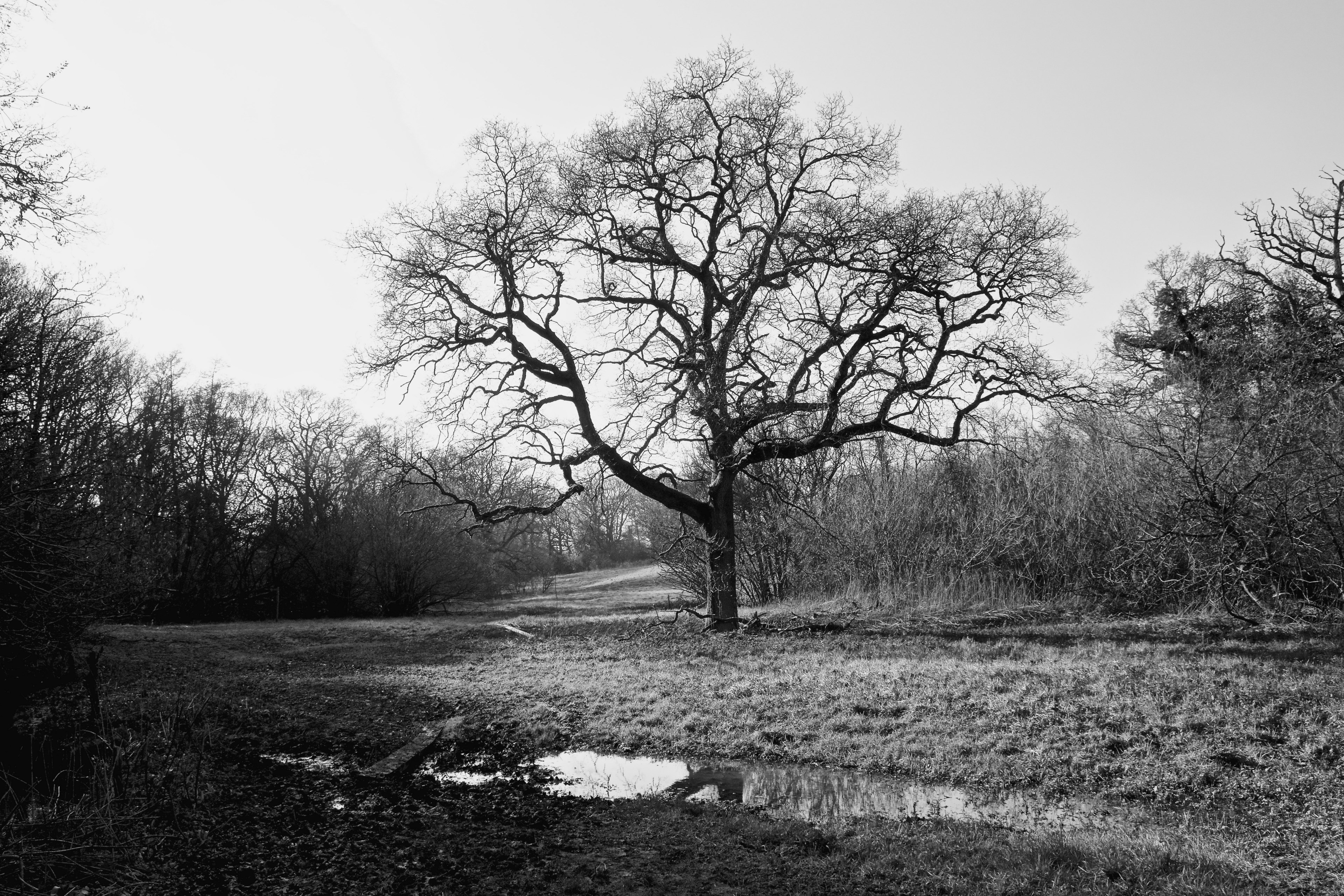 black amp white black and white field and woodland 4k, HD Wallpaper