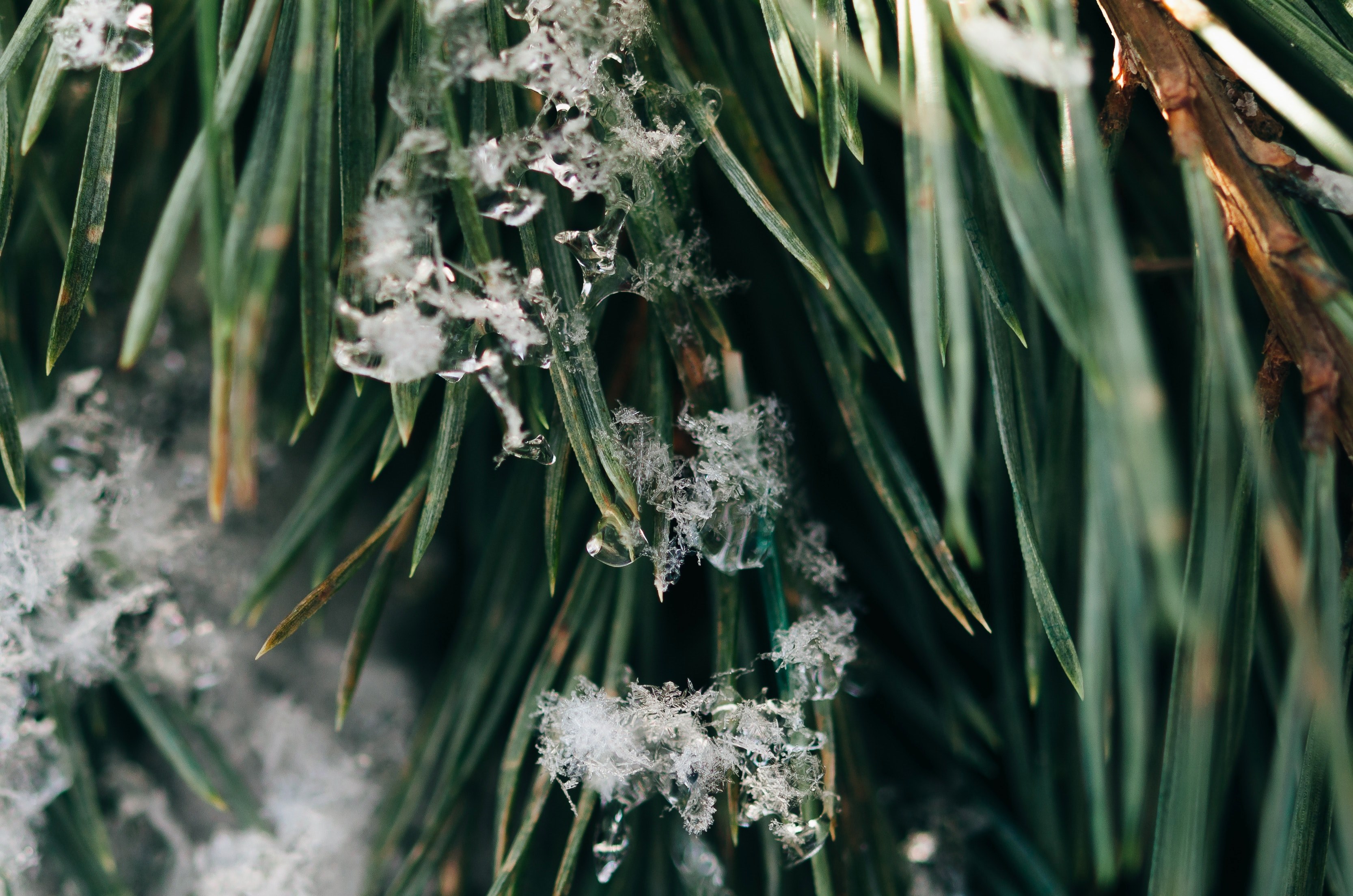 ice crystals forming on sharp green blades of grass, ice crystals on grass 4k, HD Wallpaper