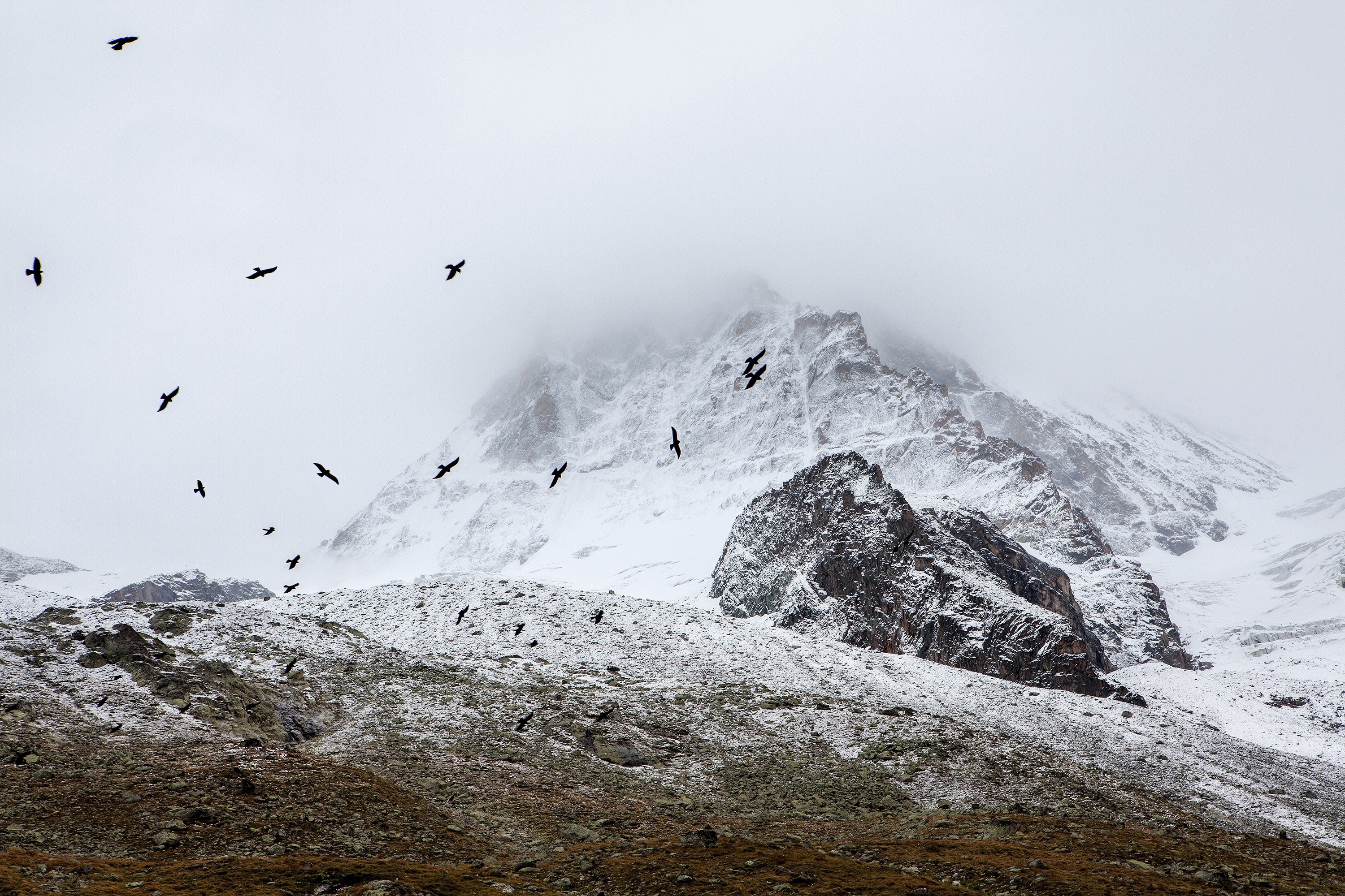 a flock of birds fly around a snowy mountainside in fog, birds flocking in the alps 4k, HD Wallpaper