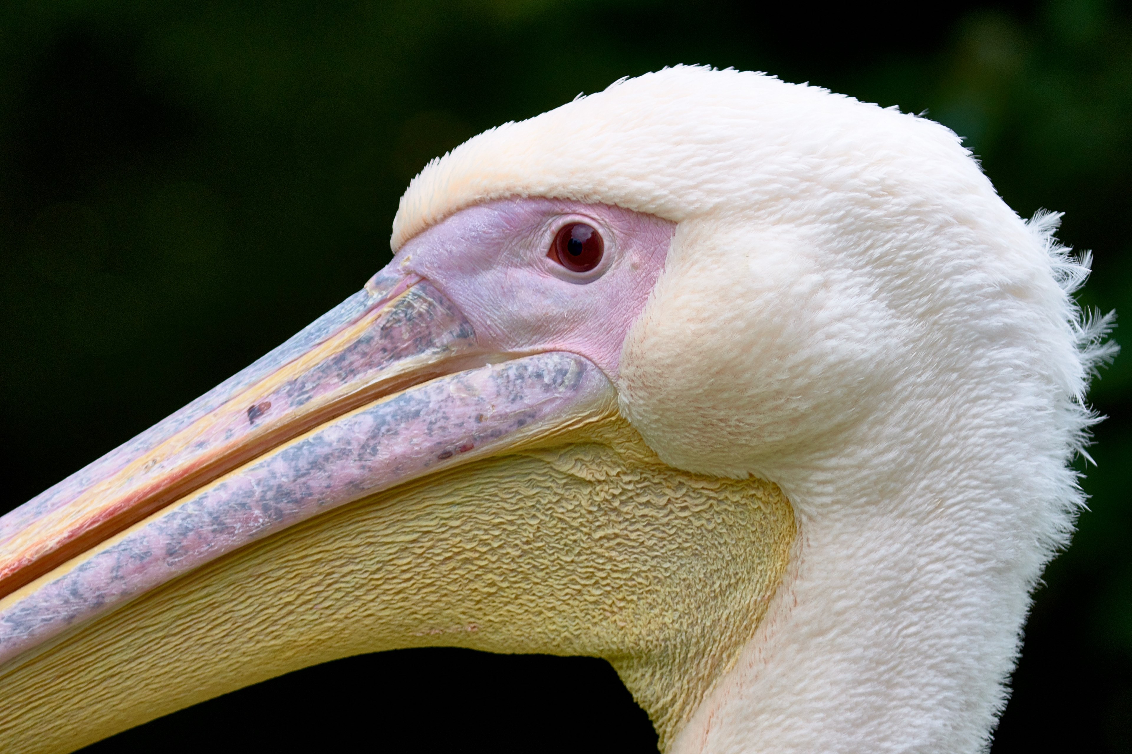 bird pelican beak and feather 4k, HD Wallpaper