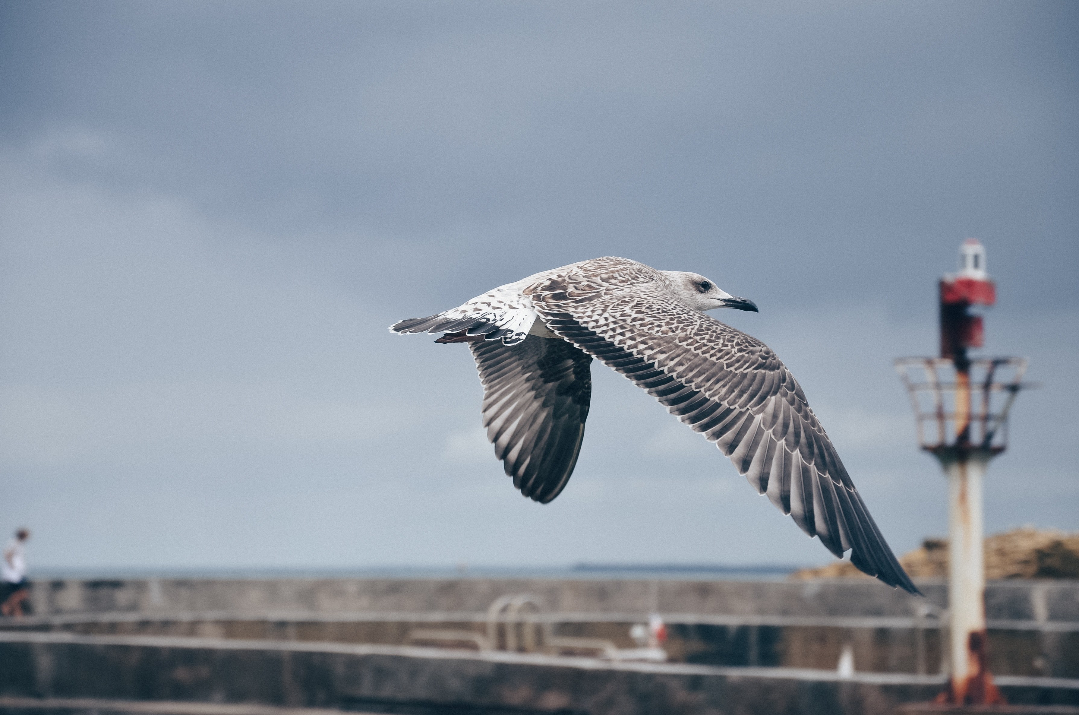 seagull wing fly and flight 4k, HD Wallpaper