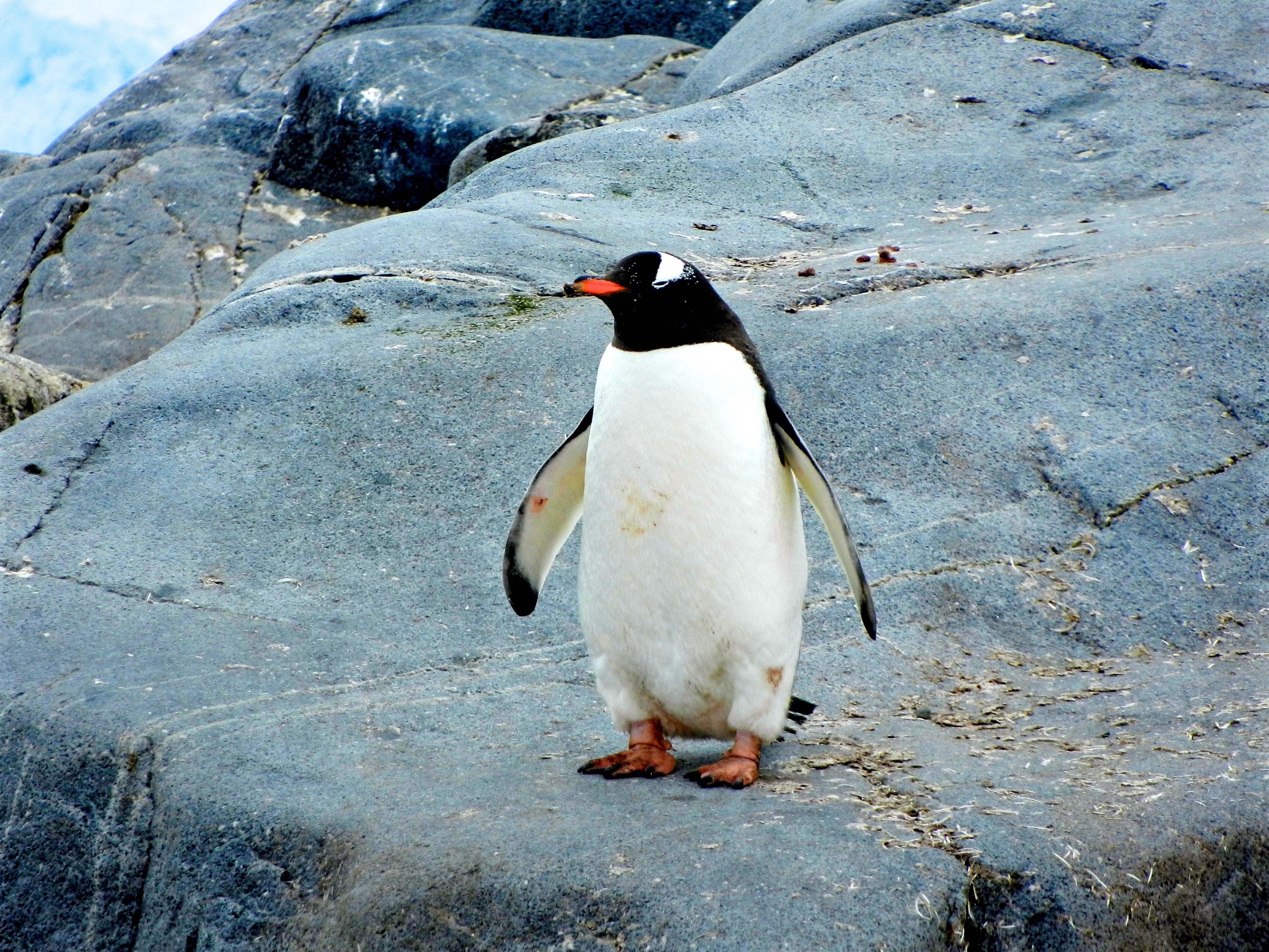 penguin standing on rock, penguin on a rock 4k, HD Wallpaper