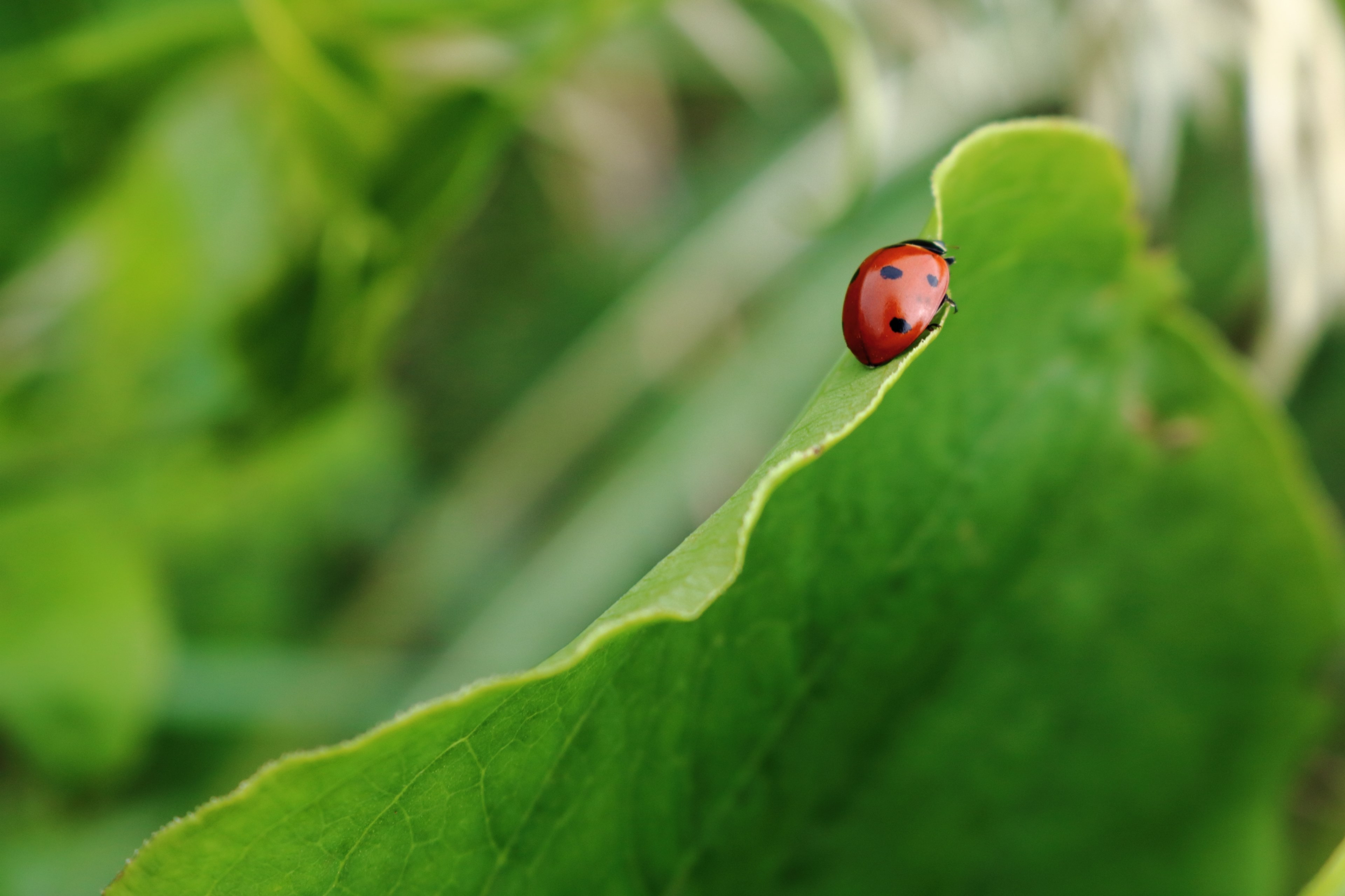 ladybug crawls on a large green leafy plant, crawling ladybug 4k, HD Wallpaper