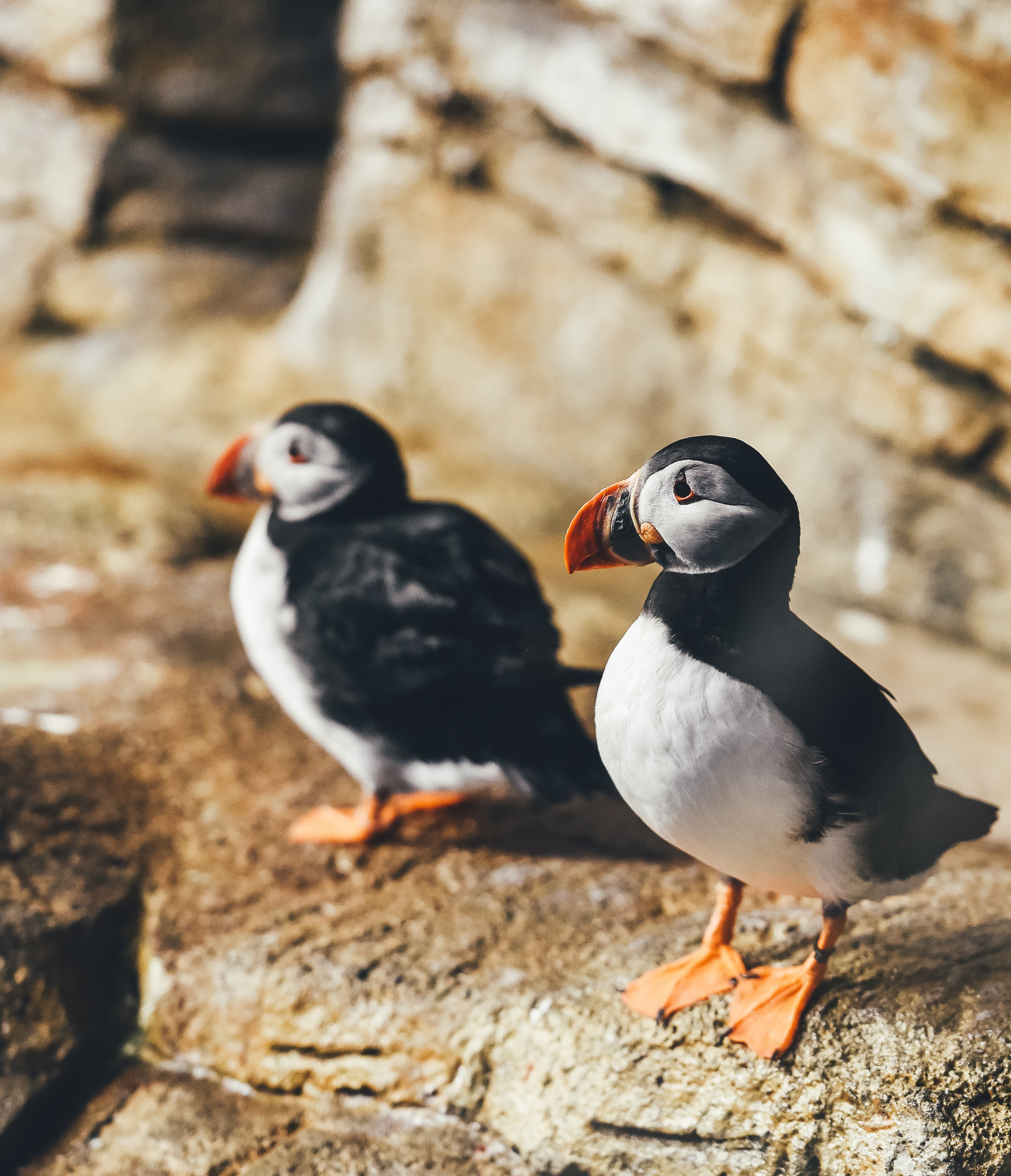 bird puffin rock and feather hd, 4k, Phone HD Wallpaper