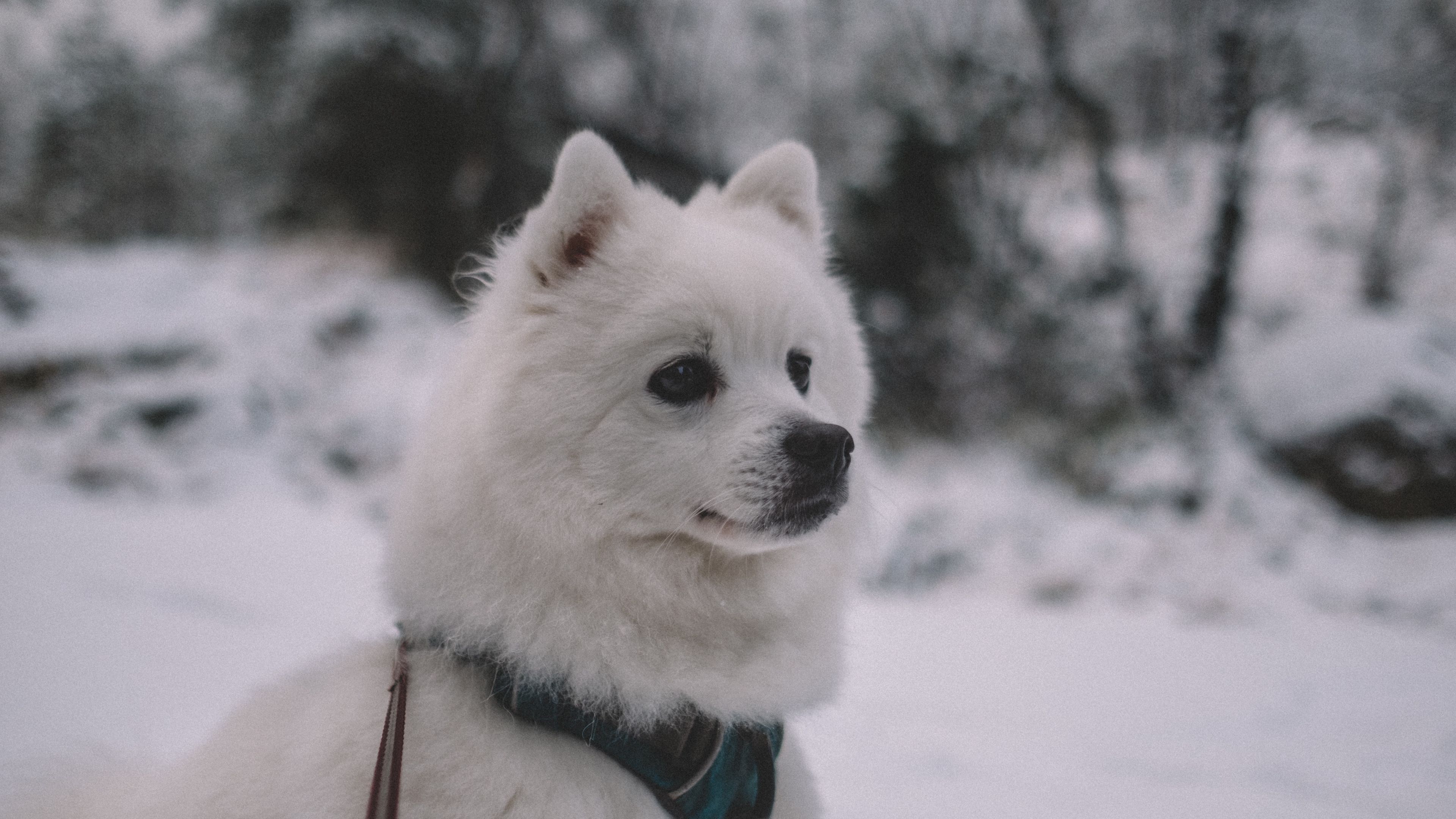 dog, muzzle, white, 4k, HD Wallpaper