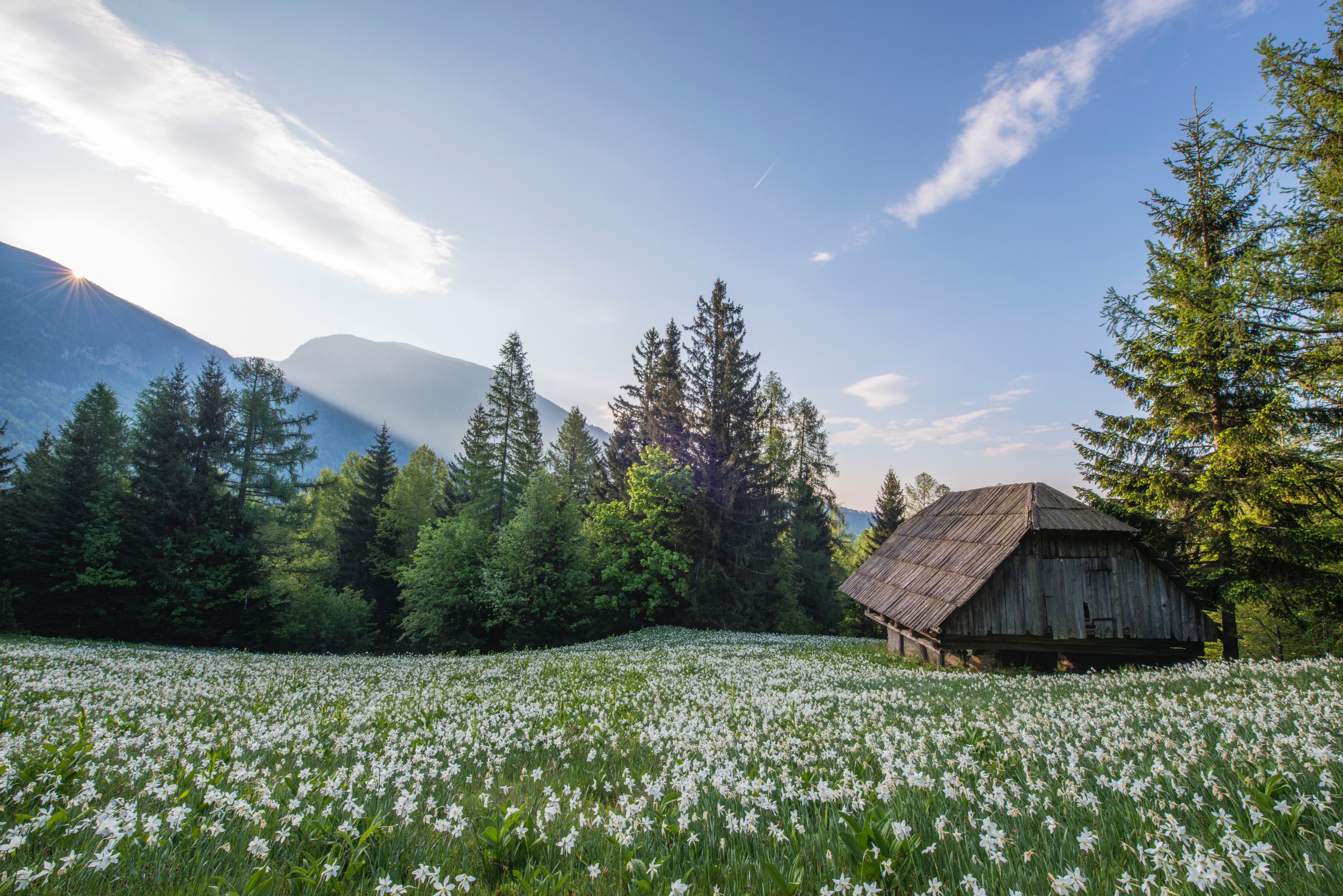 a chalet under pine trees at the edge of a meadow covered with white flowers, chalet among white flowers 4k, HD Wallpaper