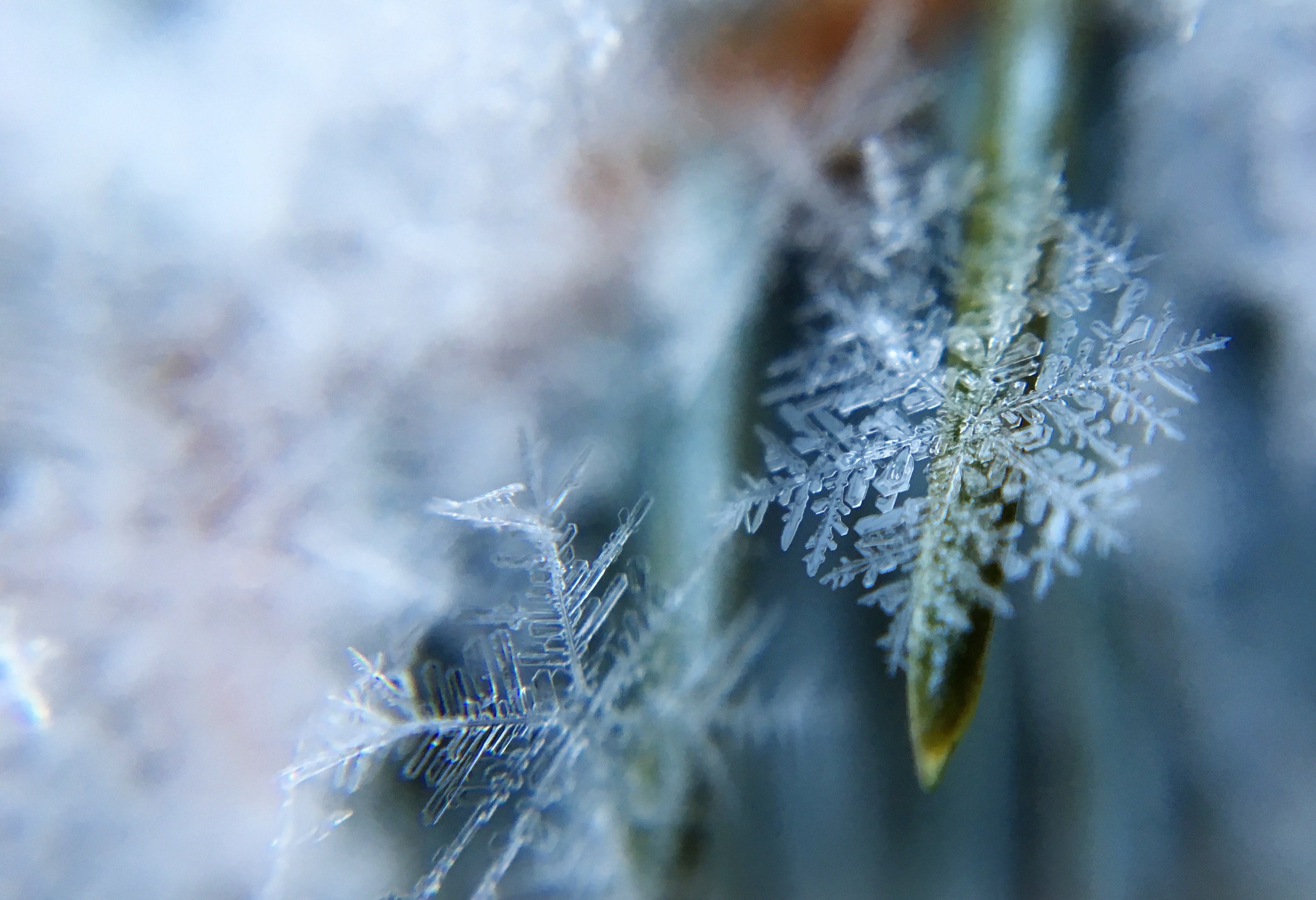 macro shot of two snowflakes, snowflakes up close 4k, HD Wallpaper