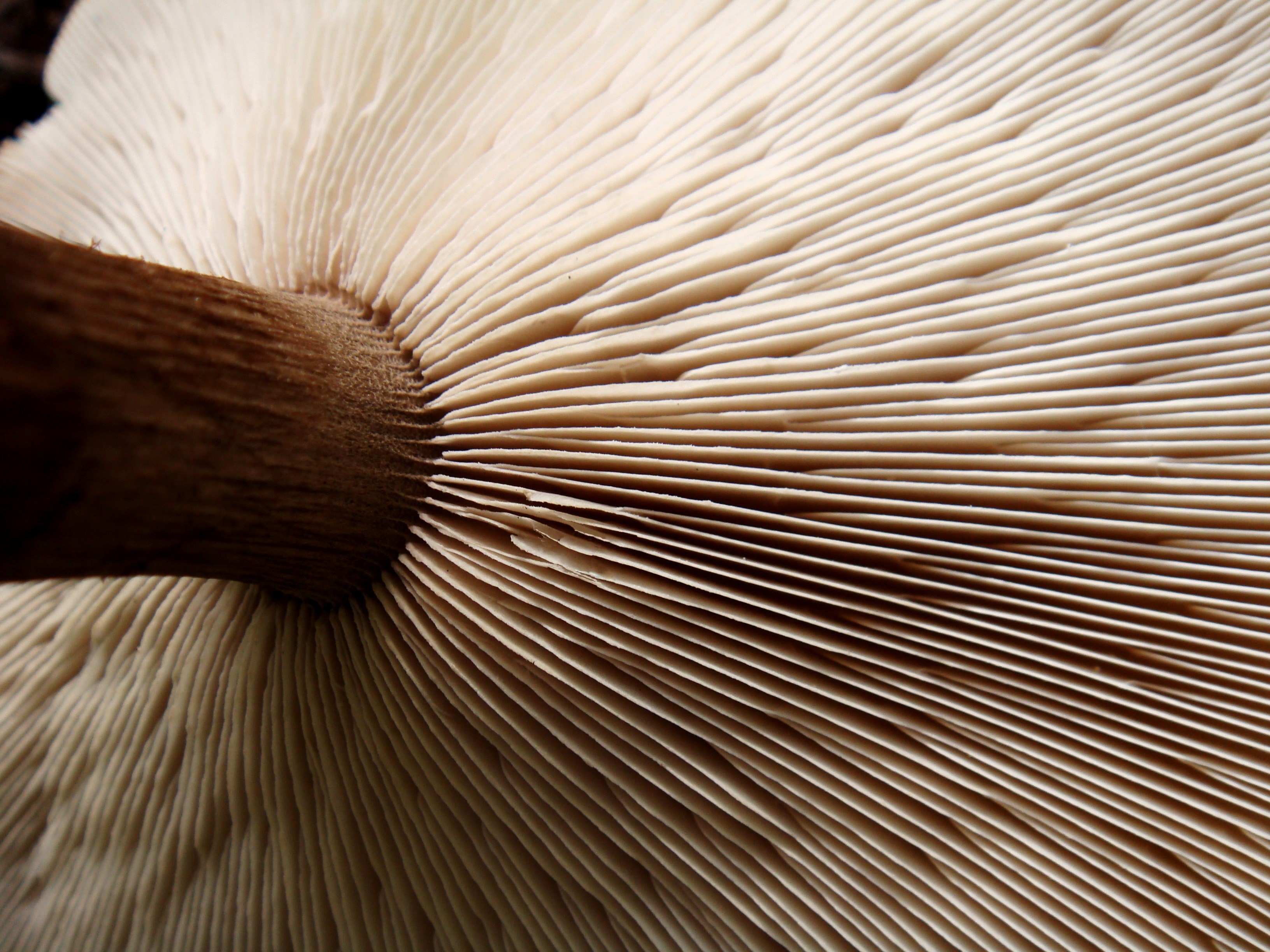 vegetable detail macro and mushroom 4k, HD Wallpaper