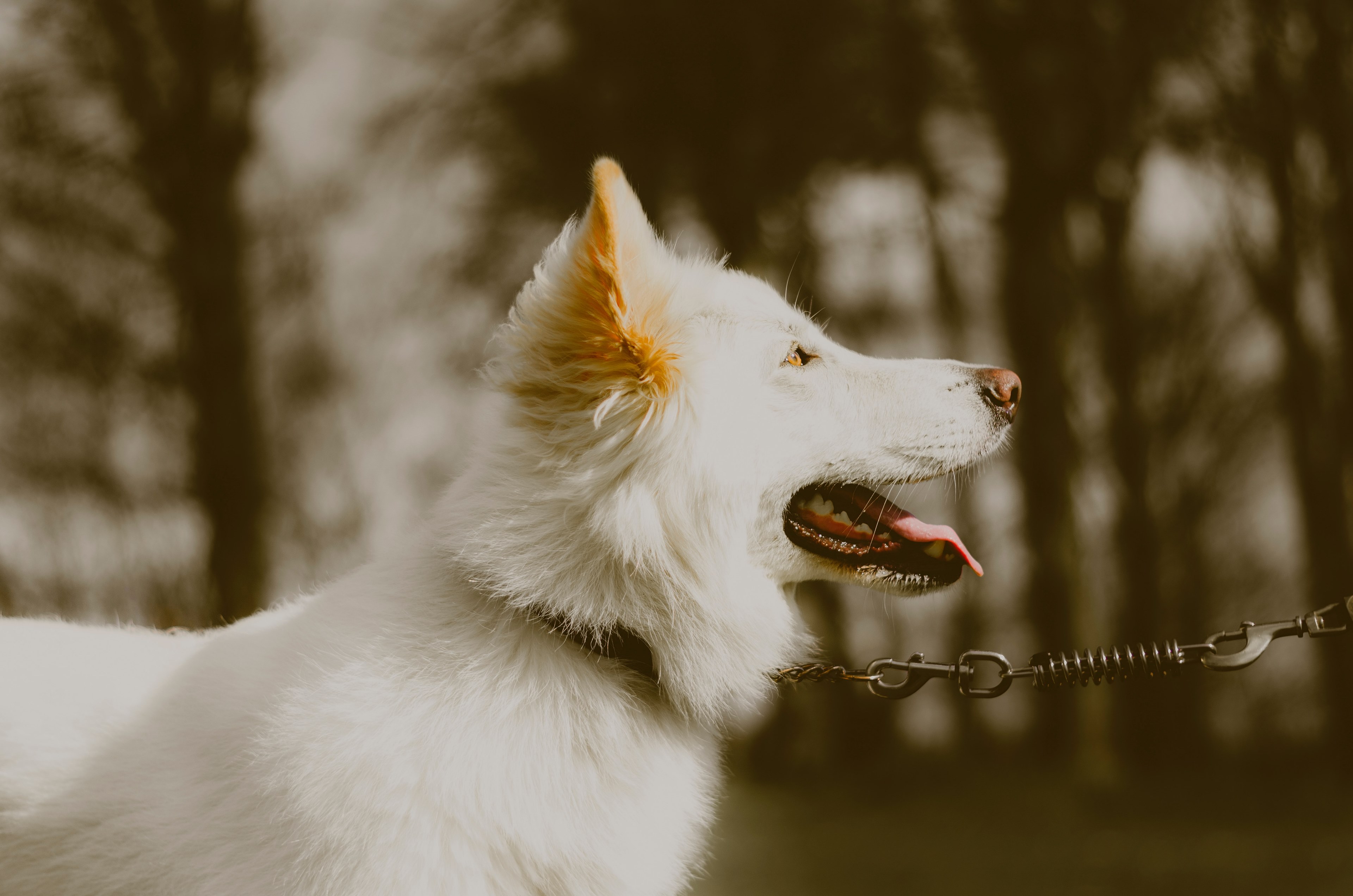 dog animal mammal and pet 4k, HD Wallpaper