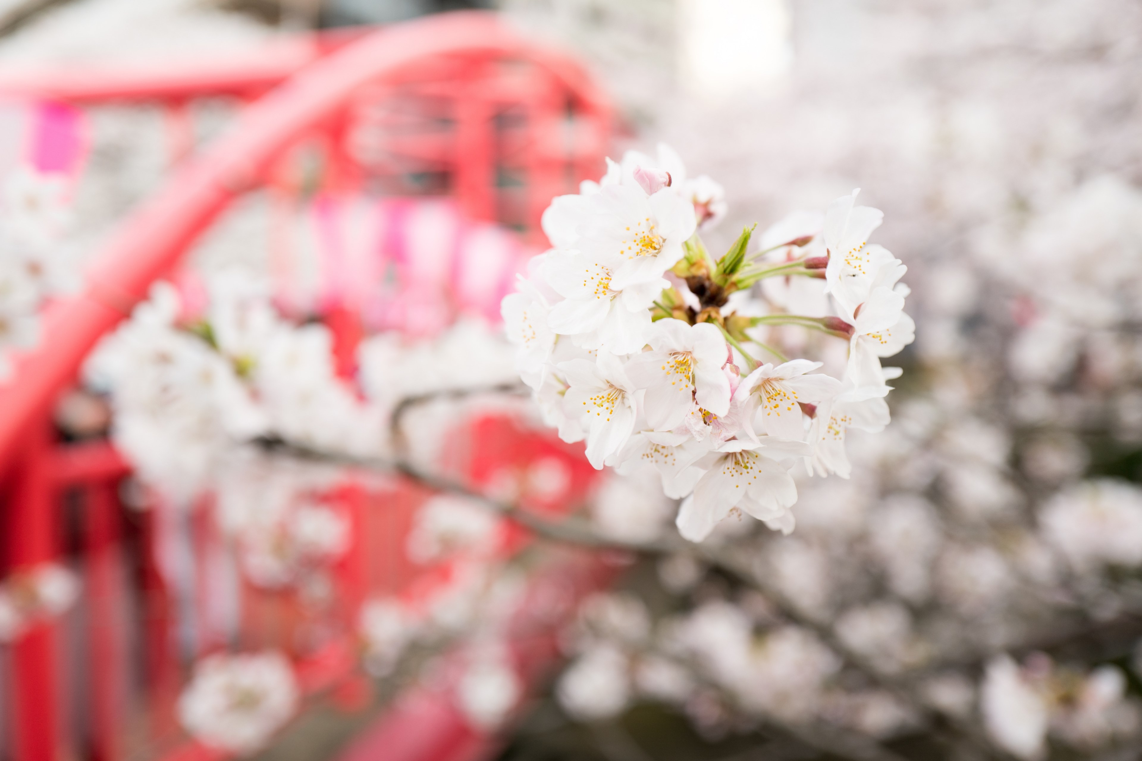 color petal flower and care 4k, HD Wallpaper