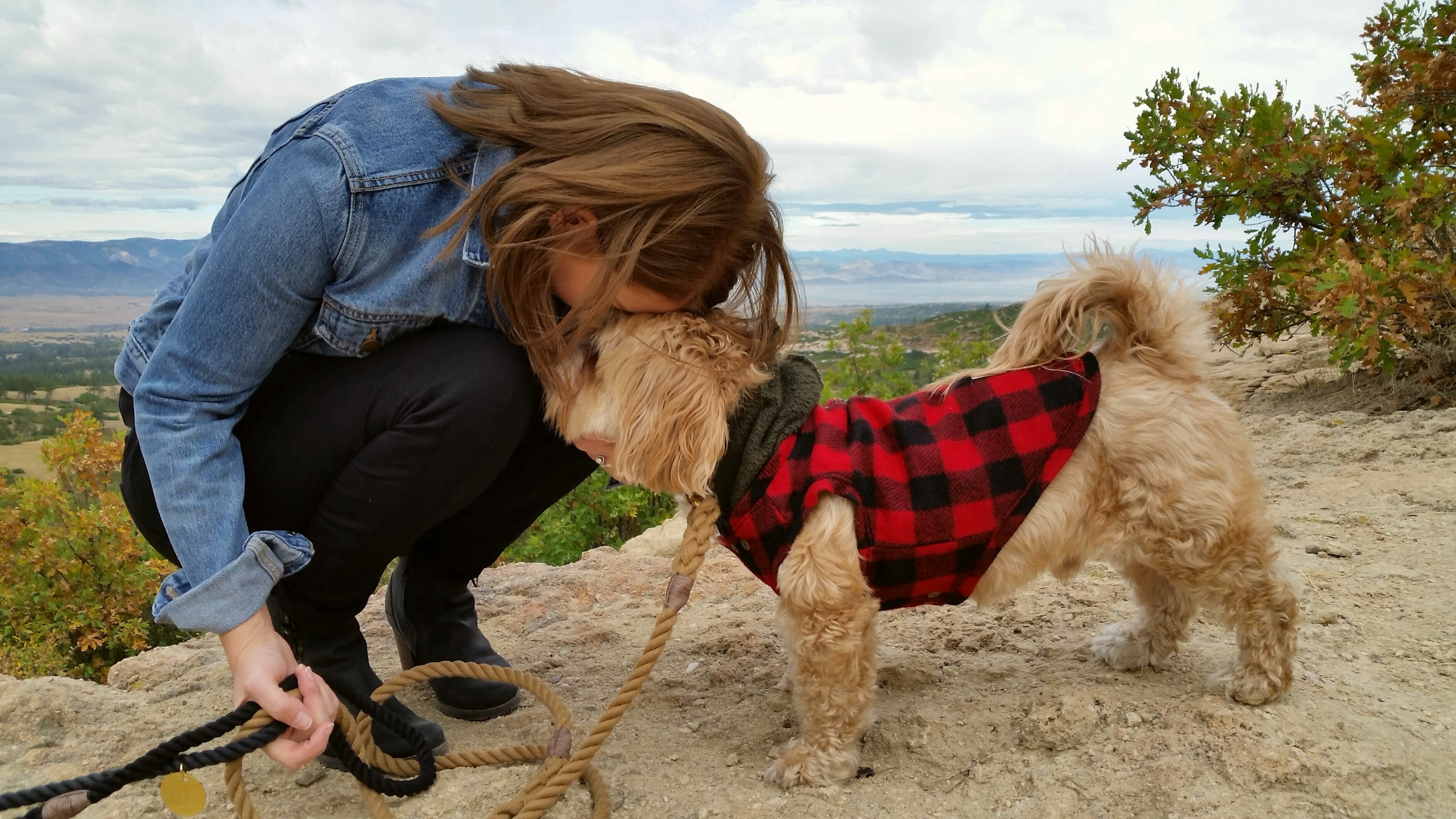 dog lhasa apso denver and friendship 4k, HD Wallpaper