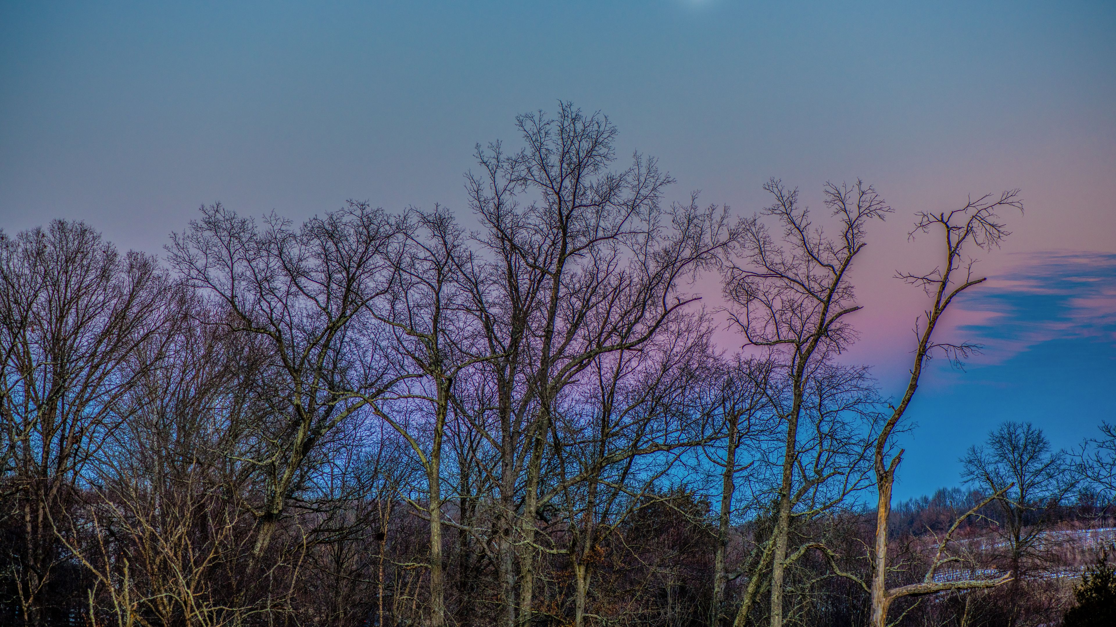 trees, sky, moon, branches, 4k, HD Wallpaper