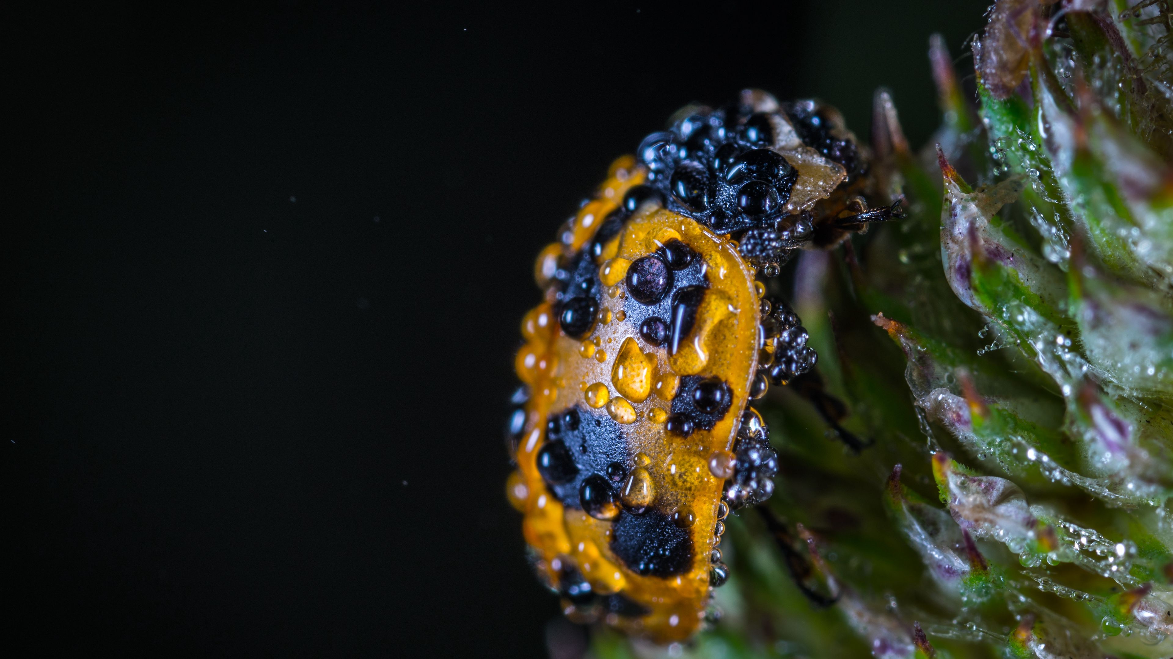 ladybug, drops, closeup, 4k, HD Wallpaper