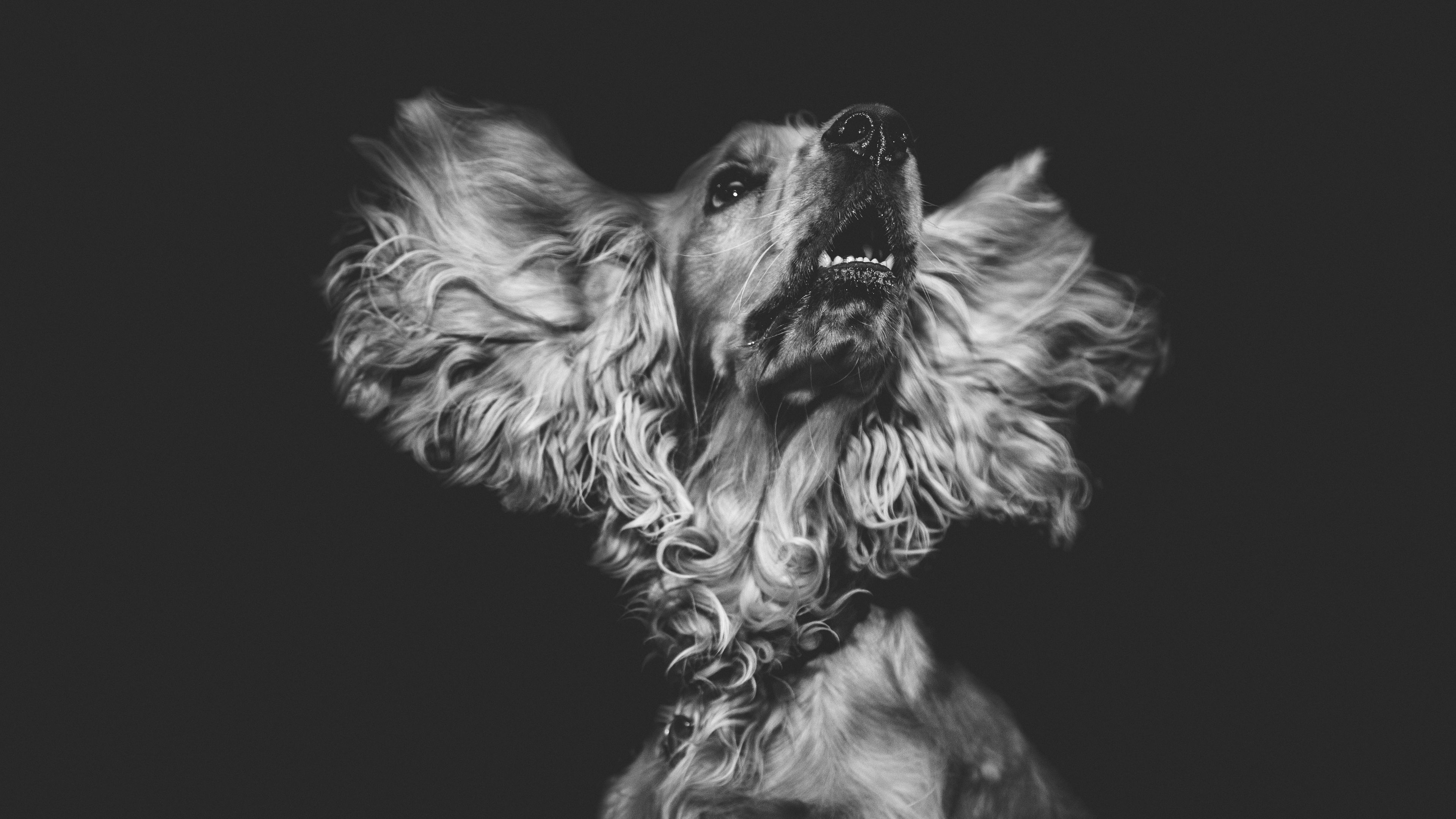 dog, muzzle, bw, 4k, HD Wallpaper