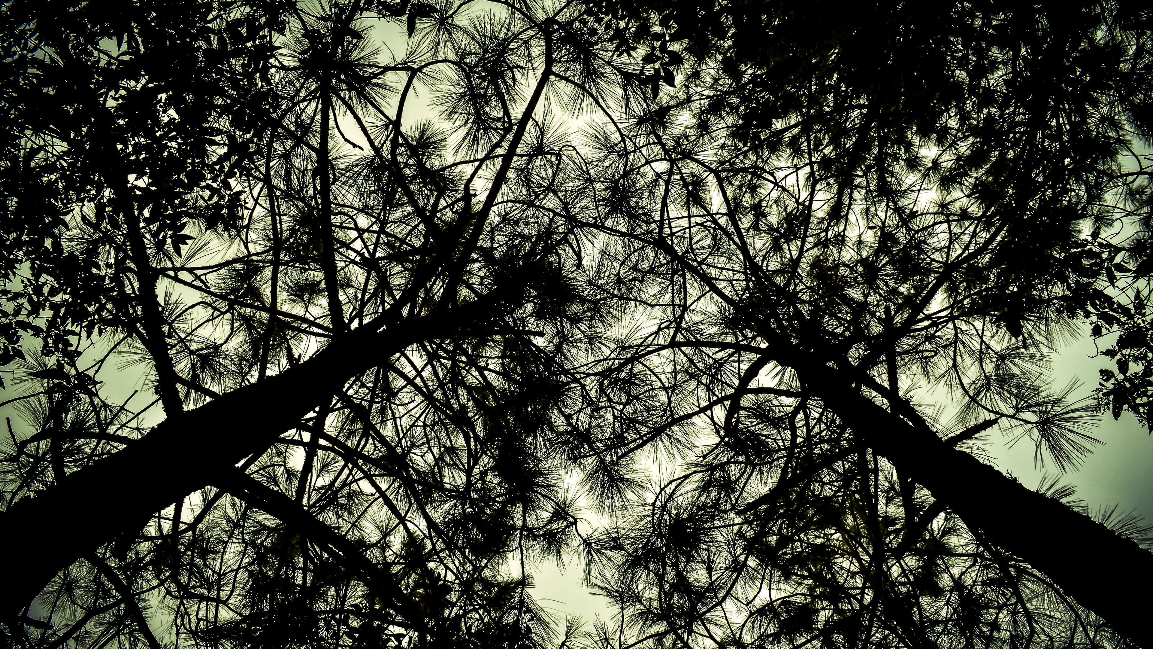 trees, bottom view, branches, 4k, HD Wallpaper