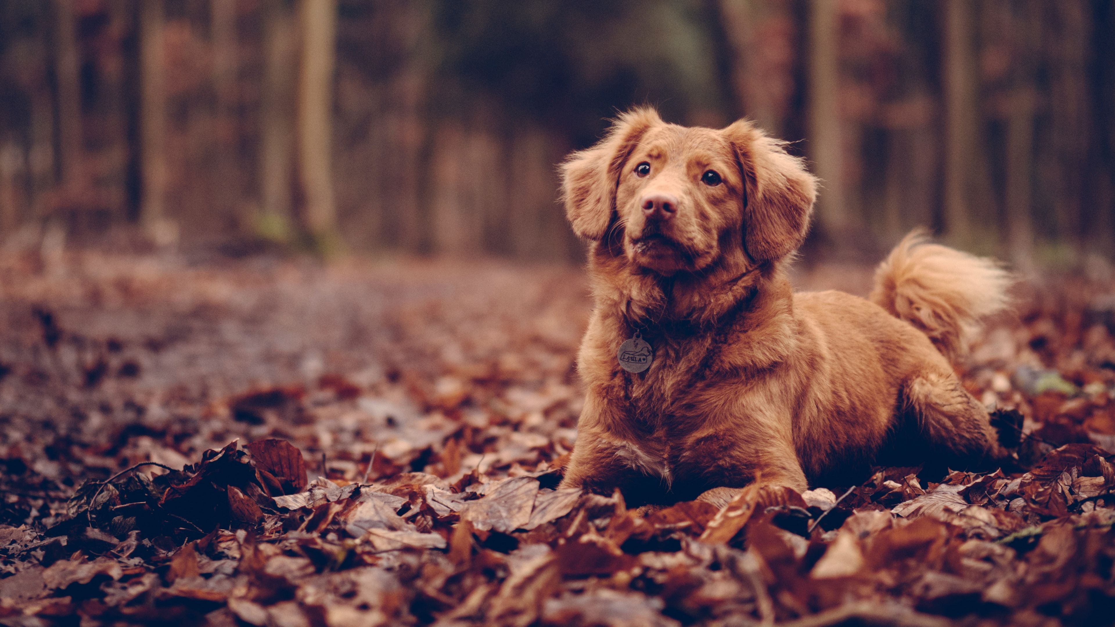 dog, sitting, foliage, 4k, HD Wallpaper