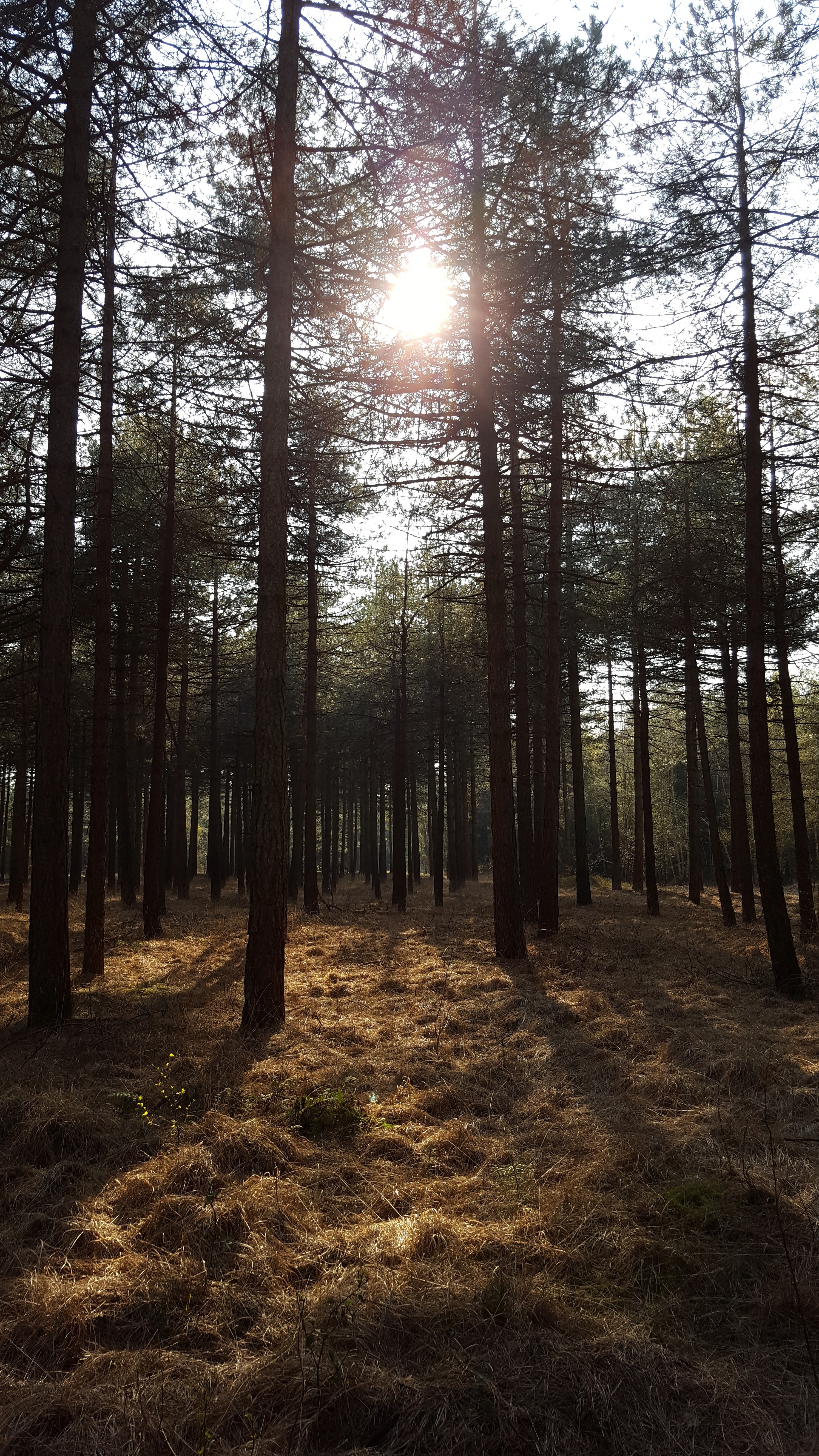 wood outdoor tree and path hd, 4k, Phone HD Wallpaper
