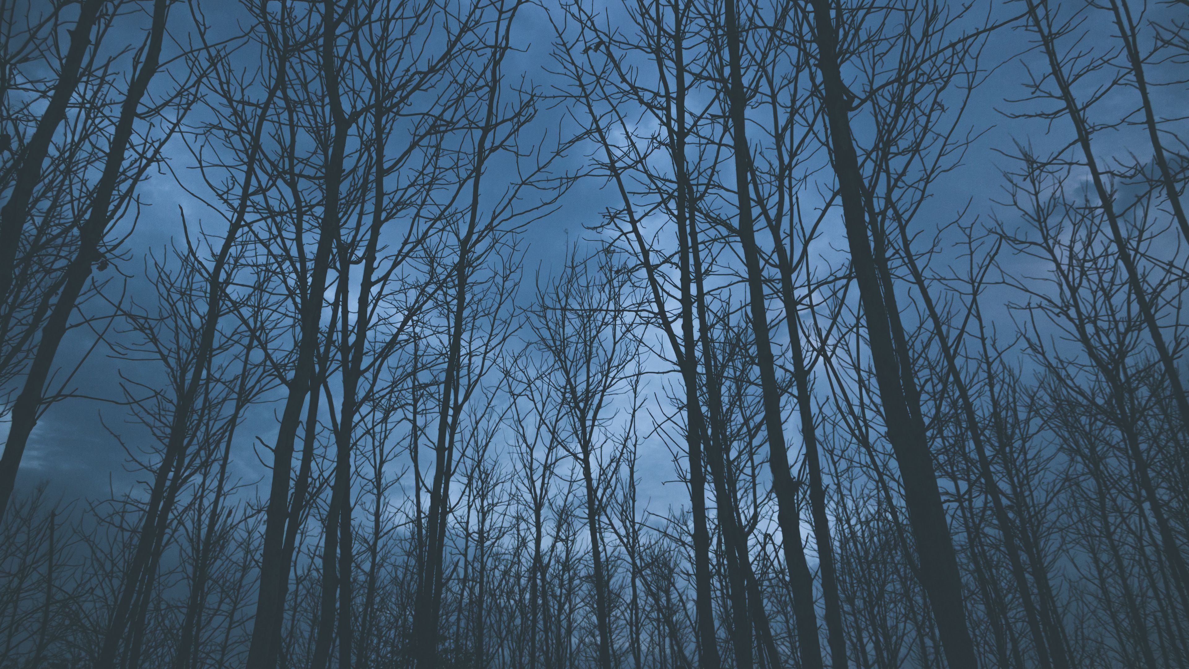 trees, fog, sky, 4k, HD Wallpaper