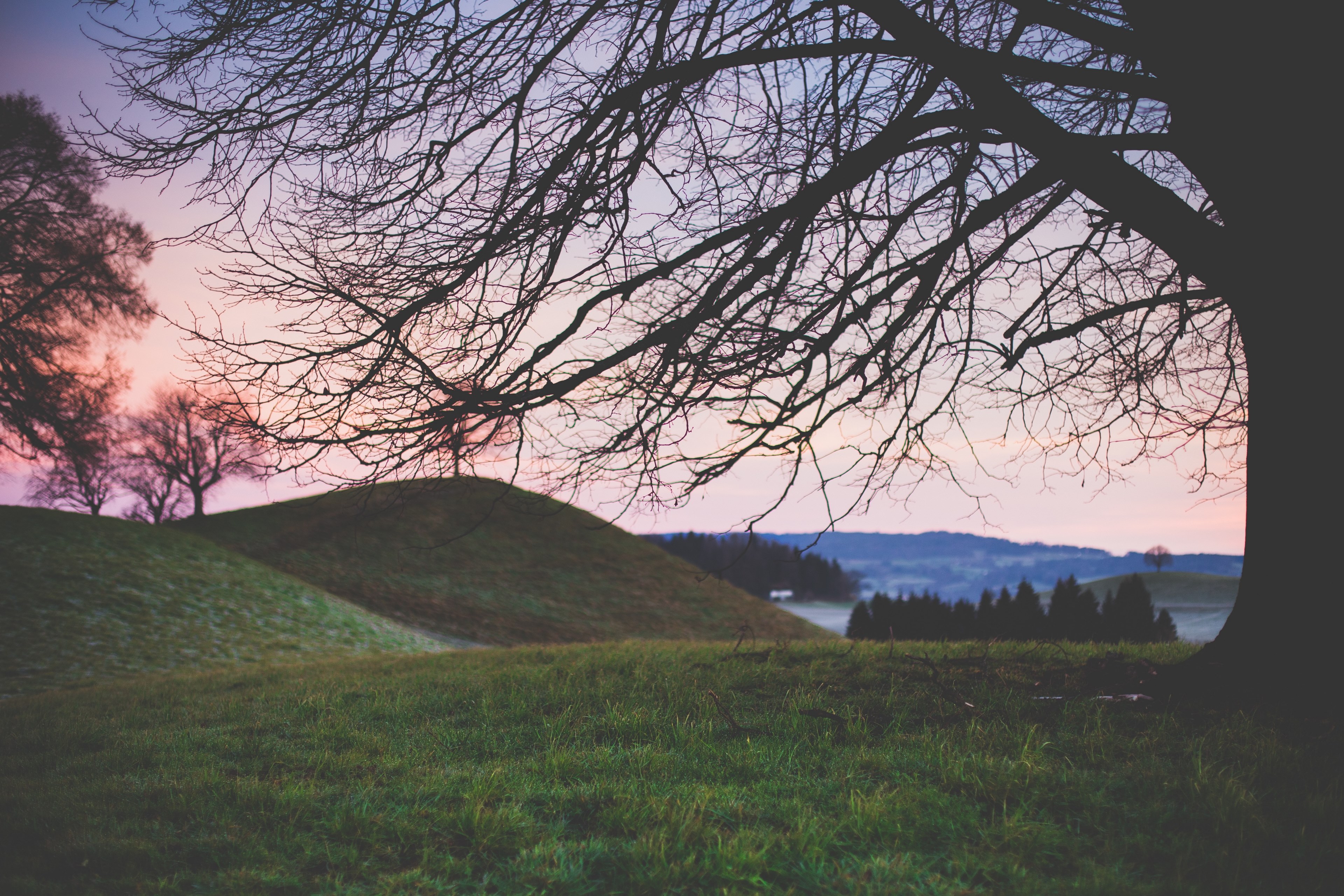 tree grass sunset and hill 4k, HD Wallpaper