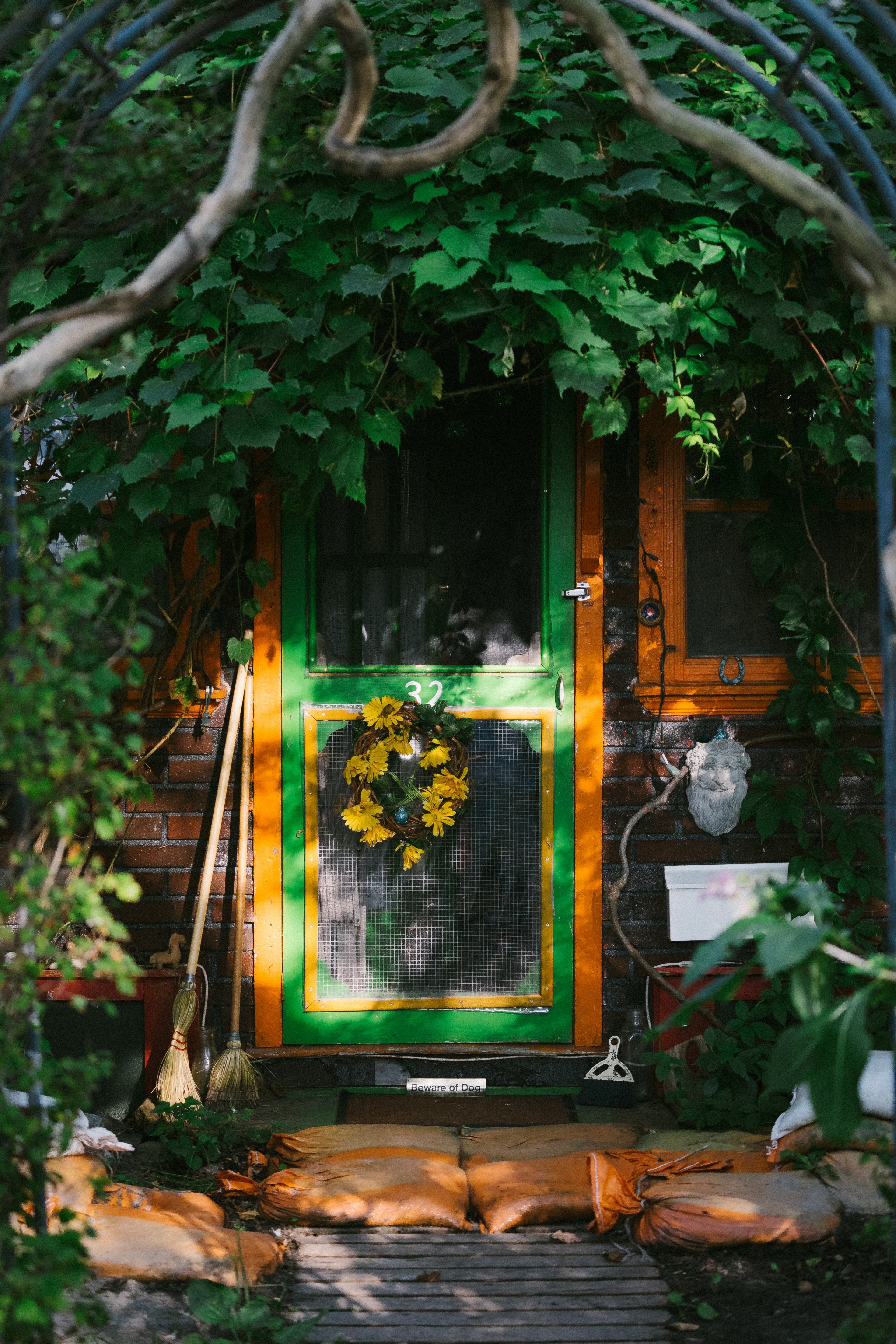 tree ivy branch and door hd, 4k, Phone HD Wallpaper