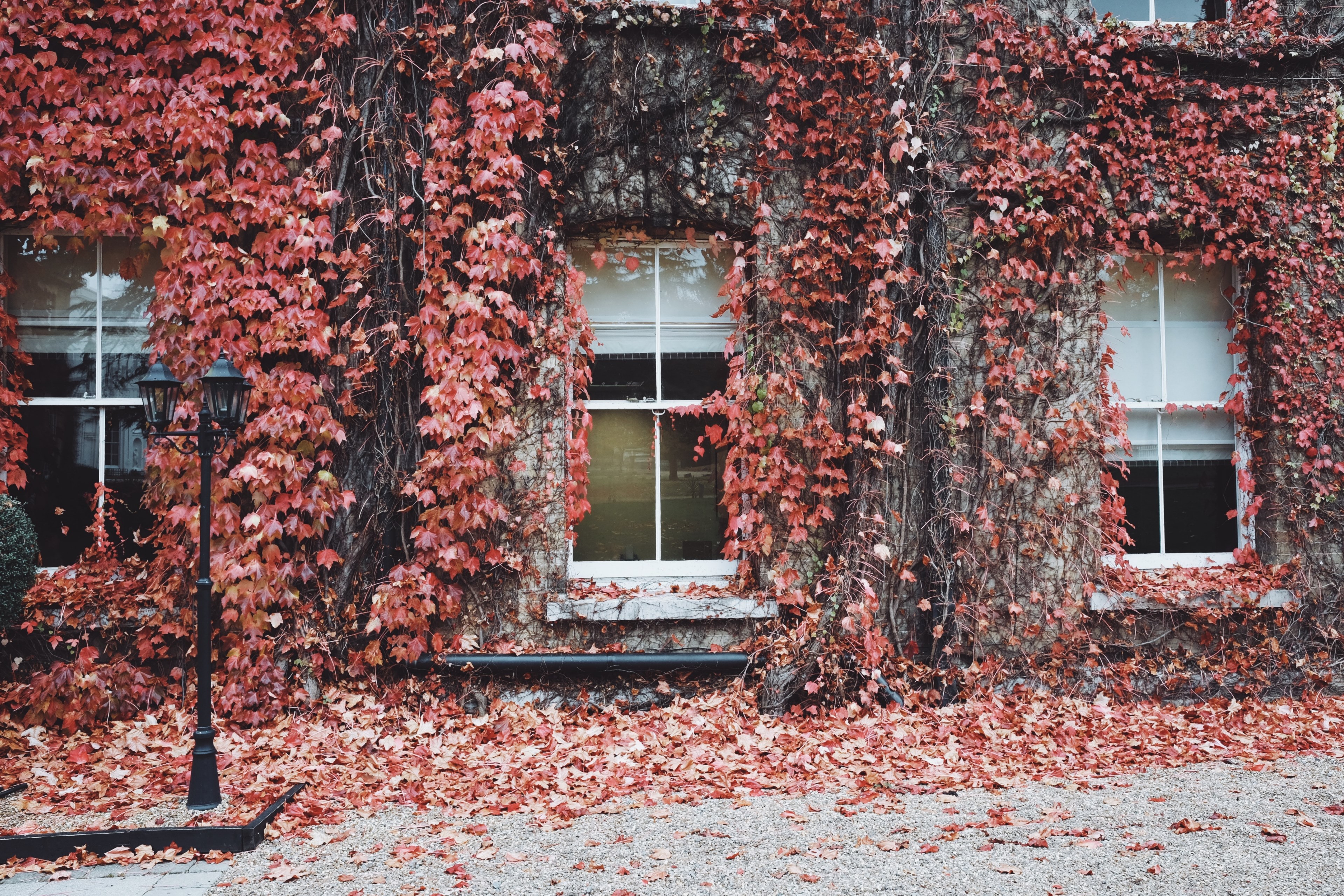 outside of a house covered in red ivy with three windows and a street lamp, ivy wall 4k, HD Wallpaper