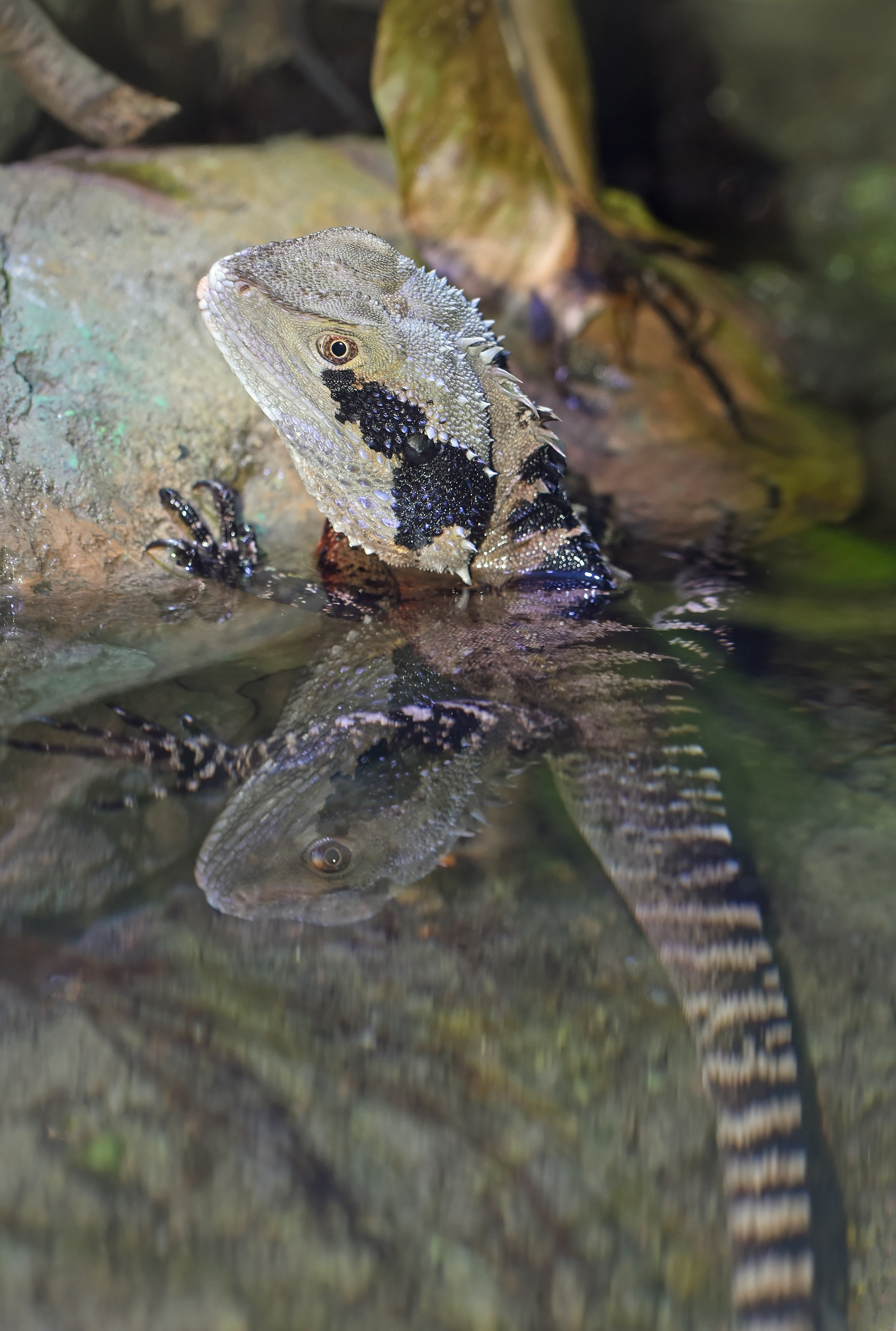 abathing eastern water dragon 4k, Phone HD Wallpaper