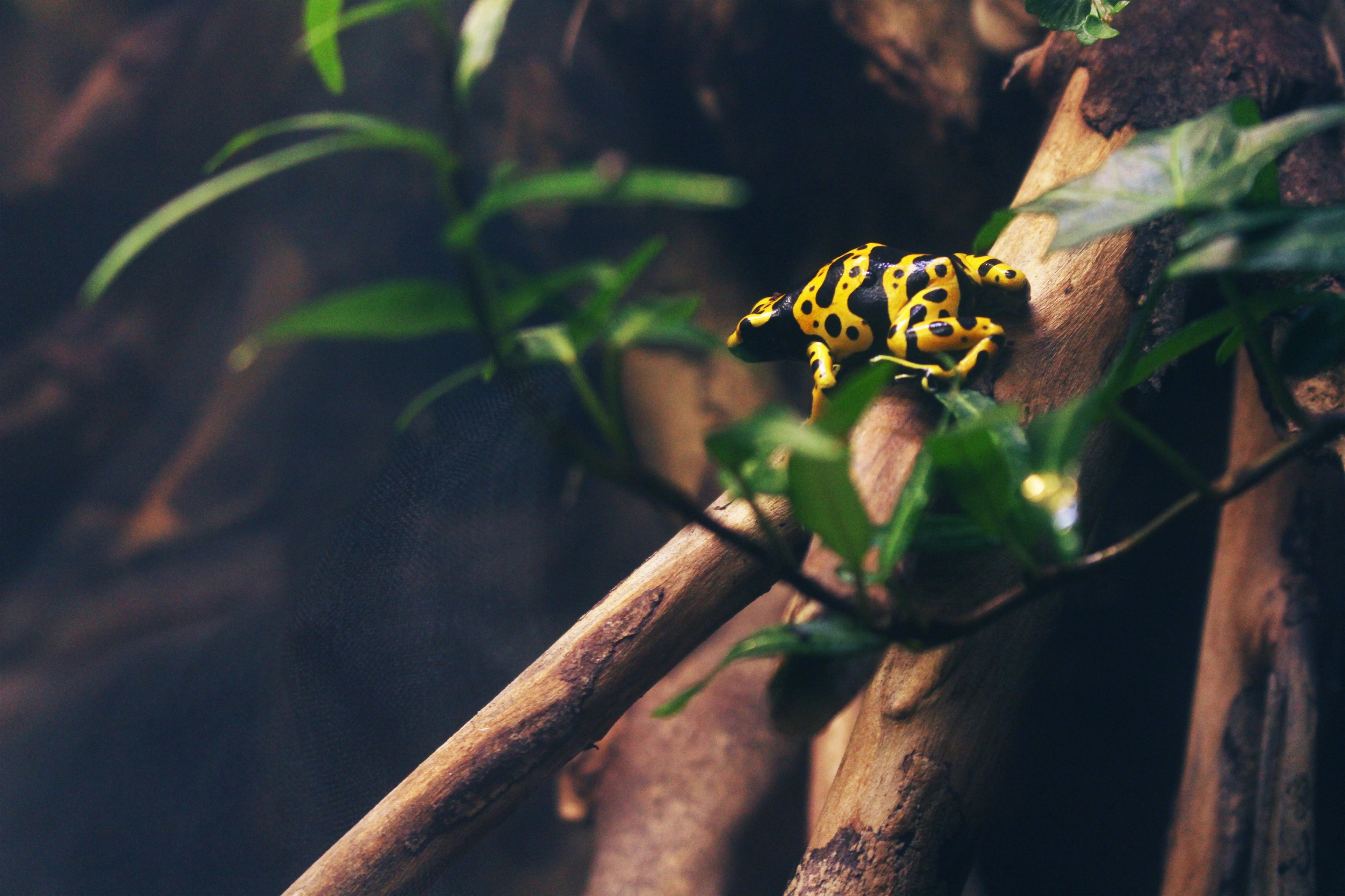 tiny but dangerous 4k, HD Wallpaper