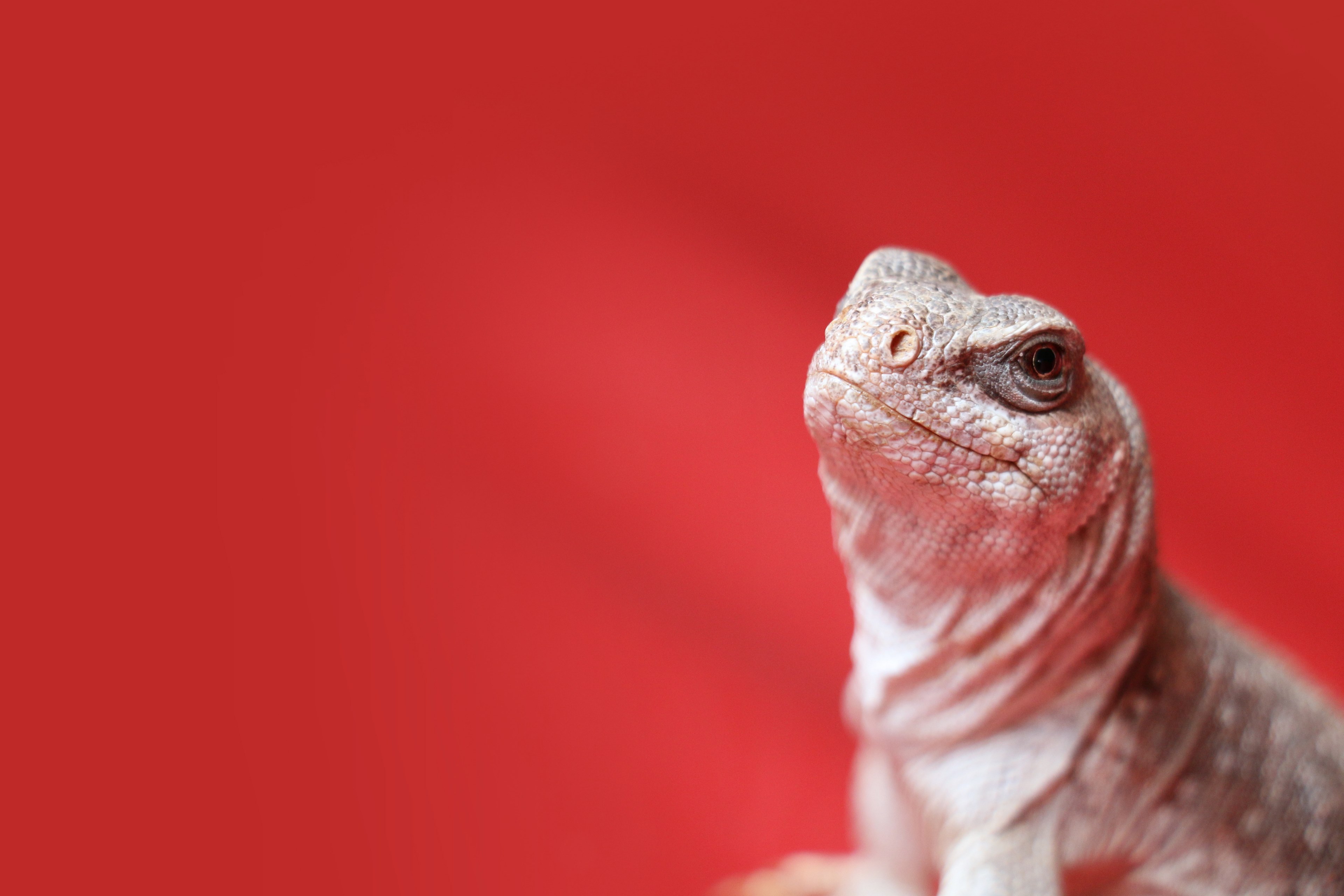 close up of iguana chilling on sofa 4k, HD Wallpaper