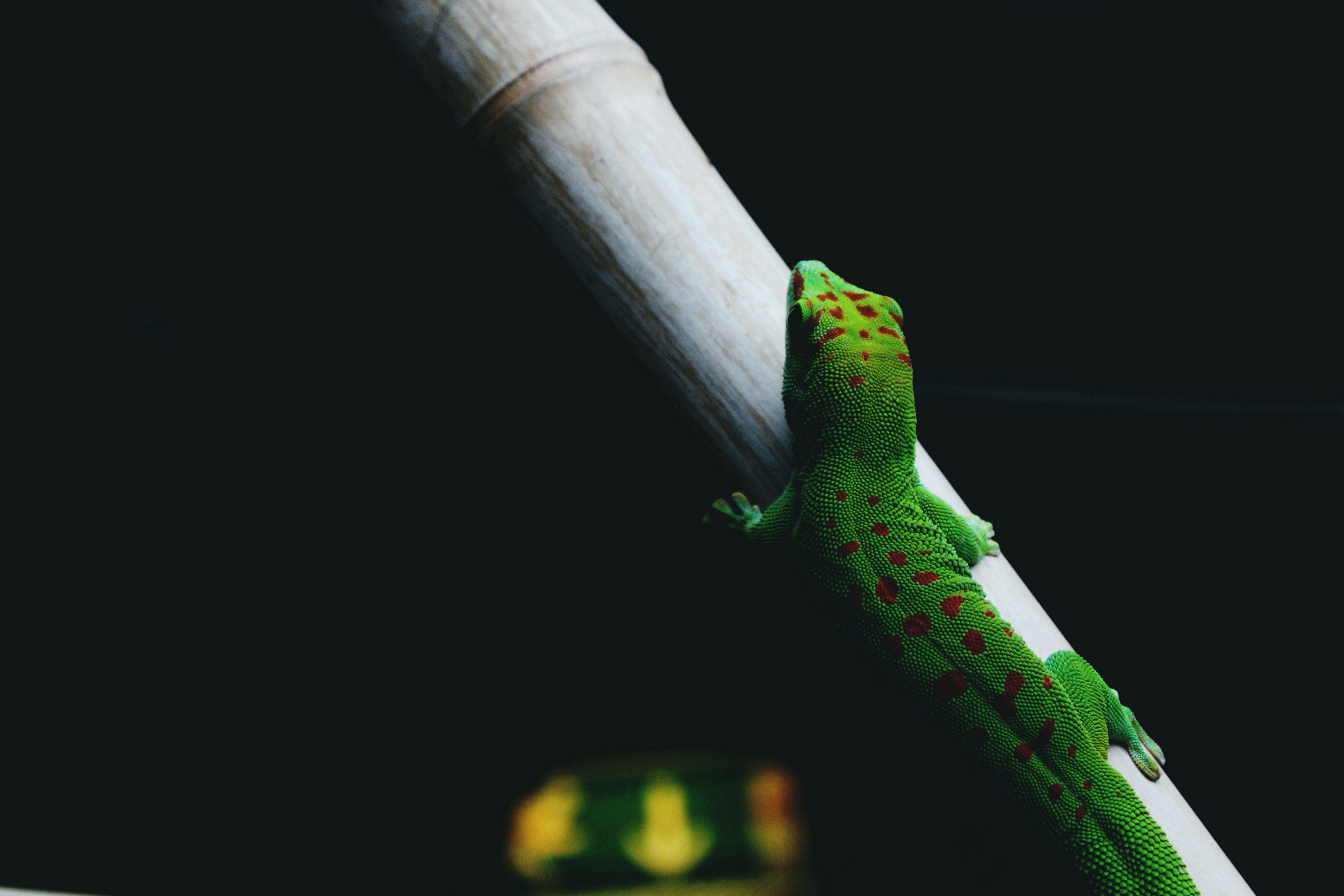 lizard gecko bamboo and stick 4k, HD Wallpaper