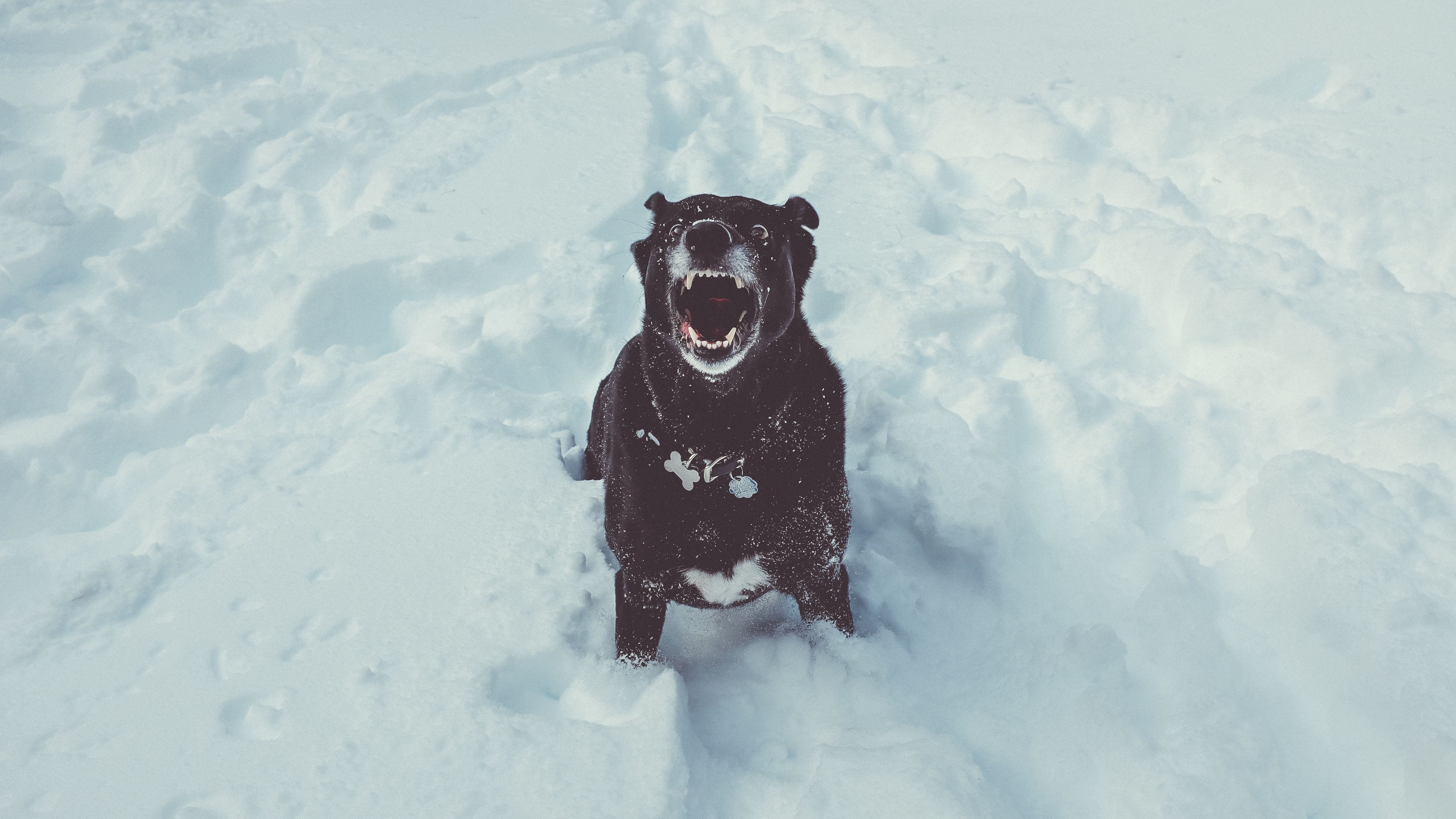 dog, grin, snow, 4k, HD Wallpaper