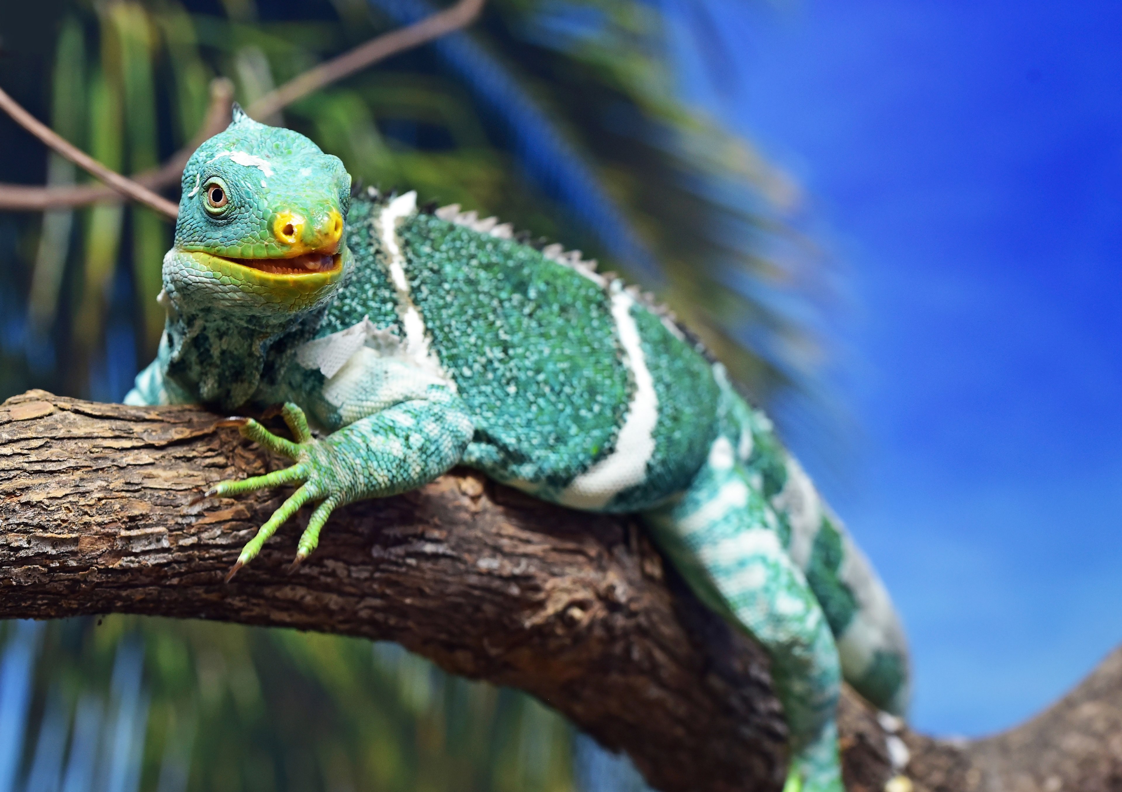 fiji crested iguana 4k, HD Wallpaper