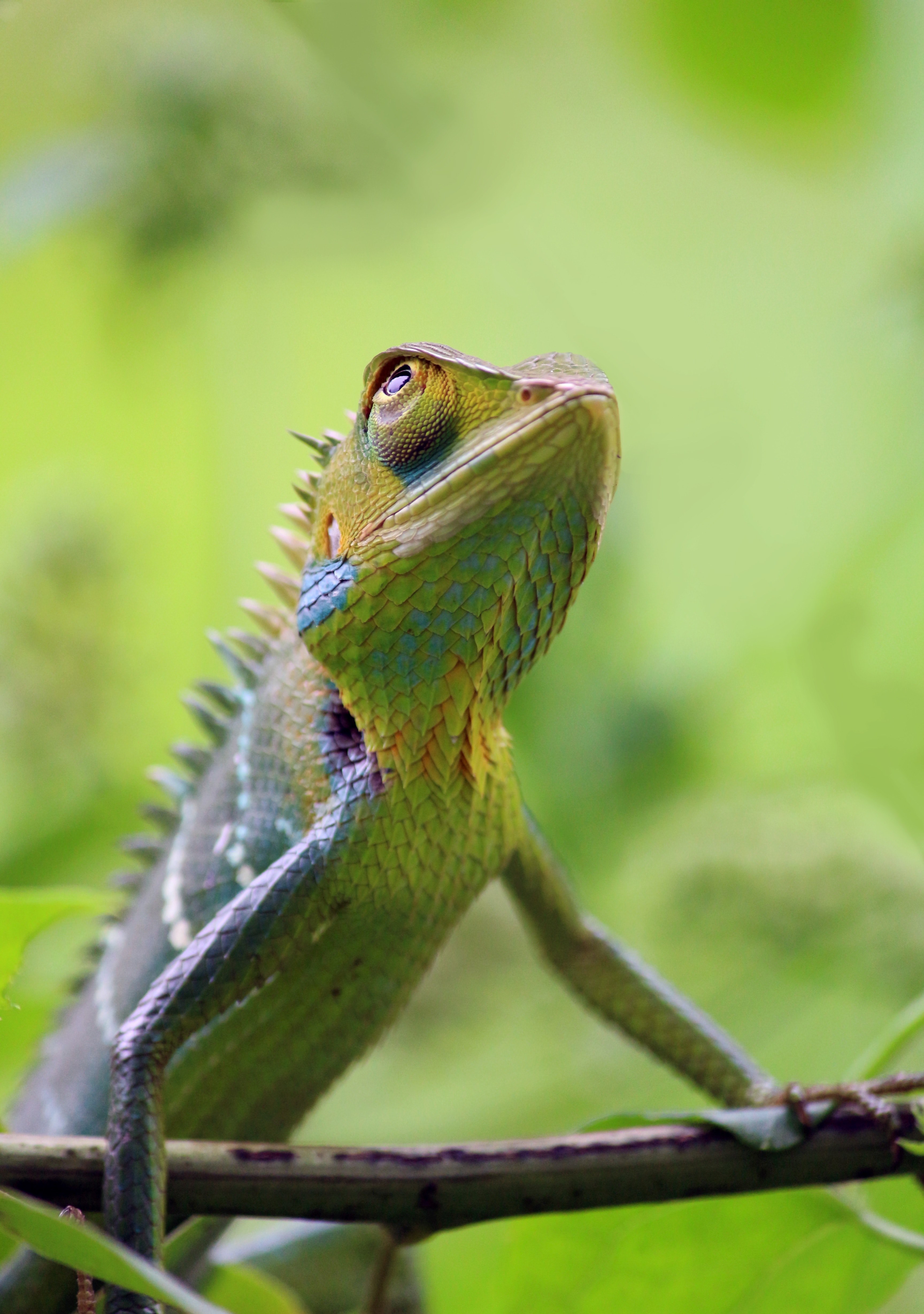 peaceful chameleon 4k, Phone HD Wallpaper