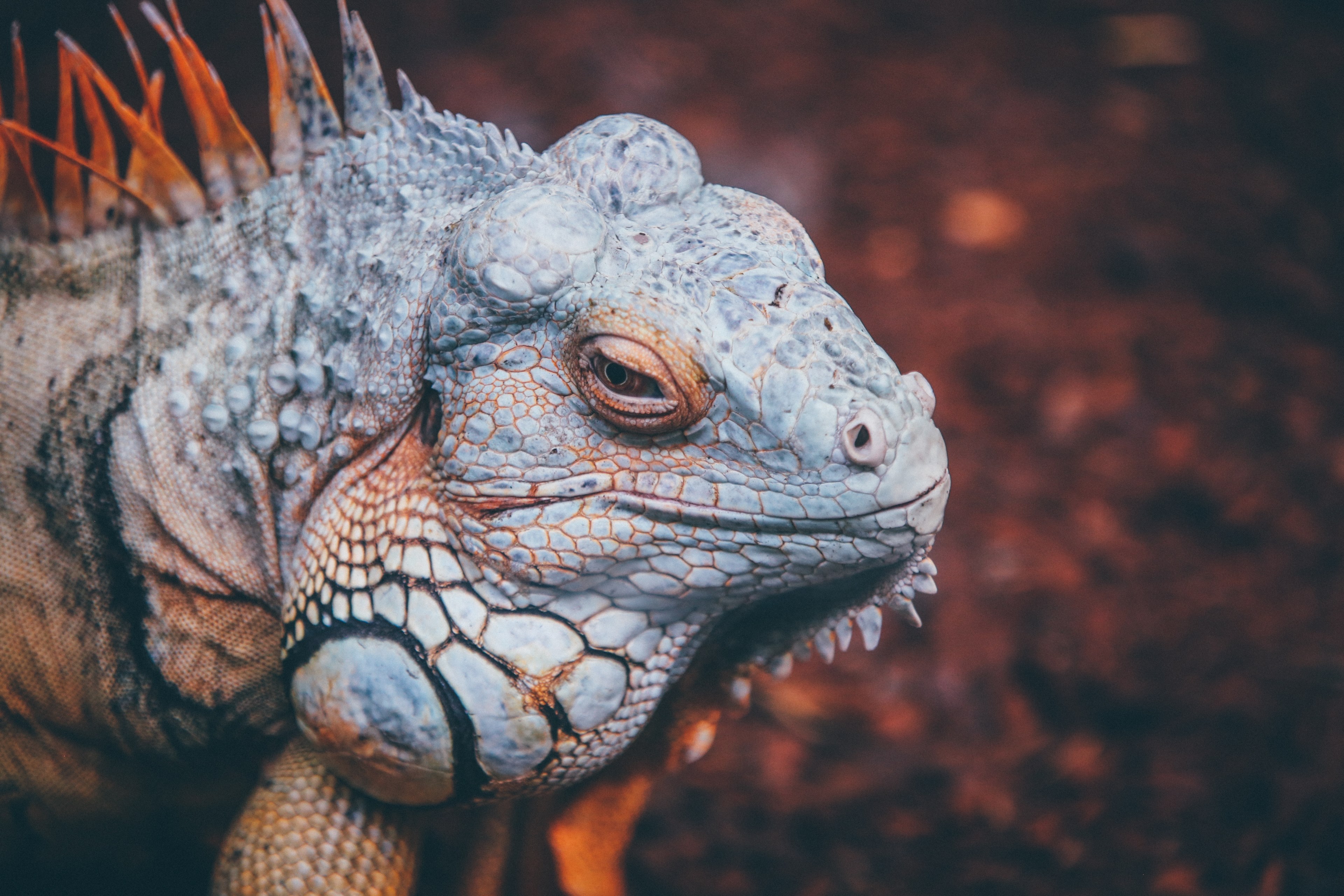 a scaly reptile in an outdoor setting, lizard outdoors 4k, HD Wallpaper