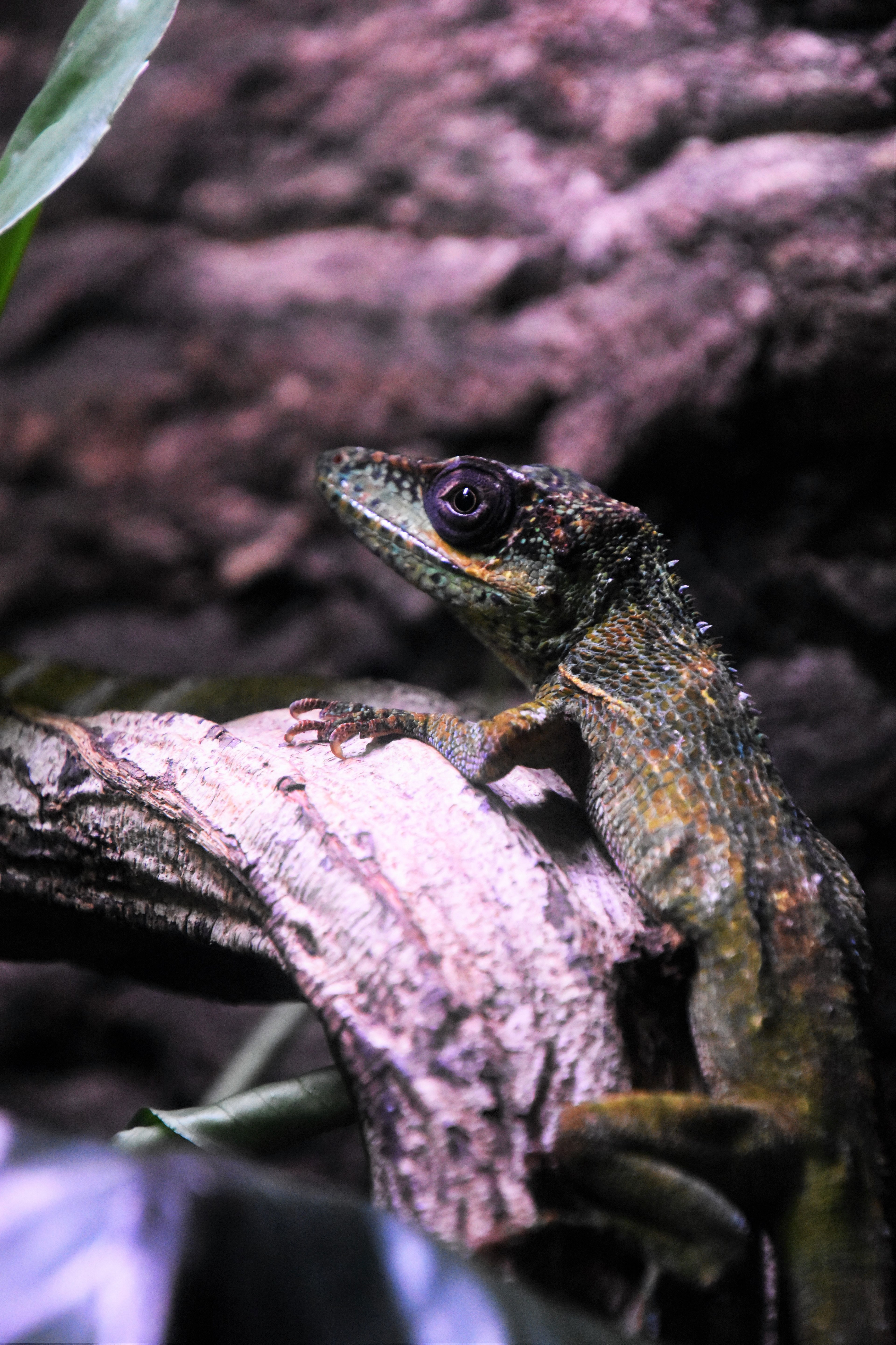 orange scaled lizard crawling up a branch in a cave, lizard crawling up branch 4k, Phone HD Wallpaper