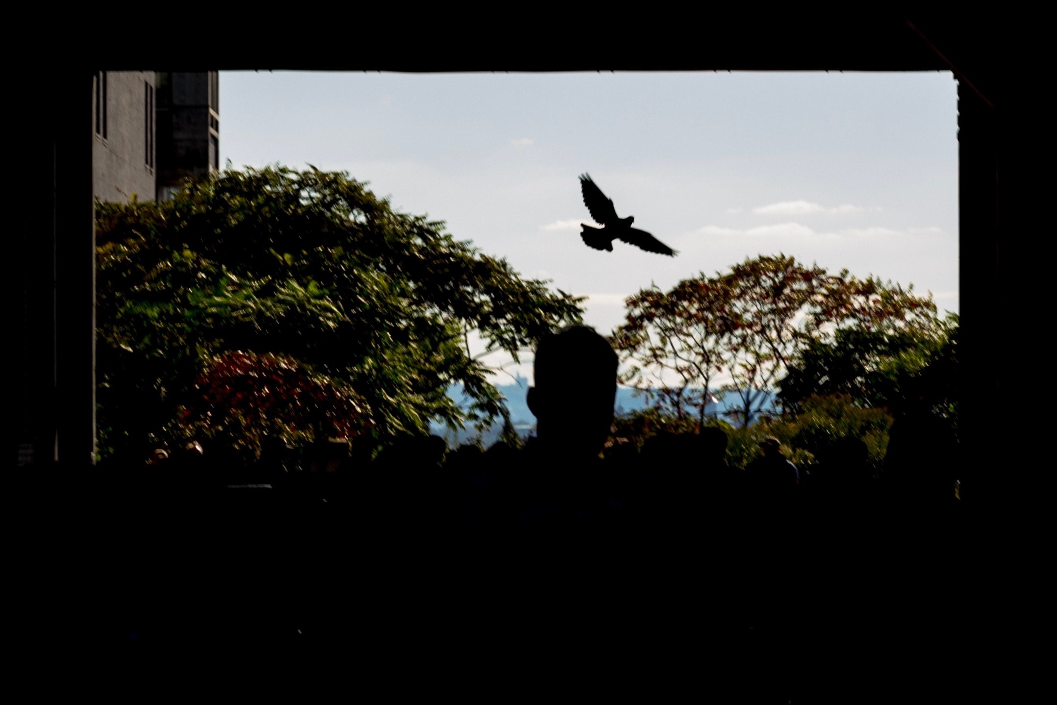 bird in the frame 4k, HD Wallpaper