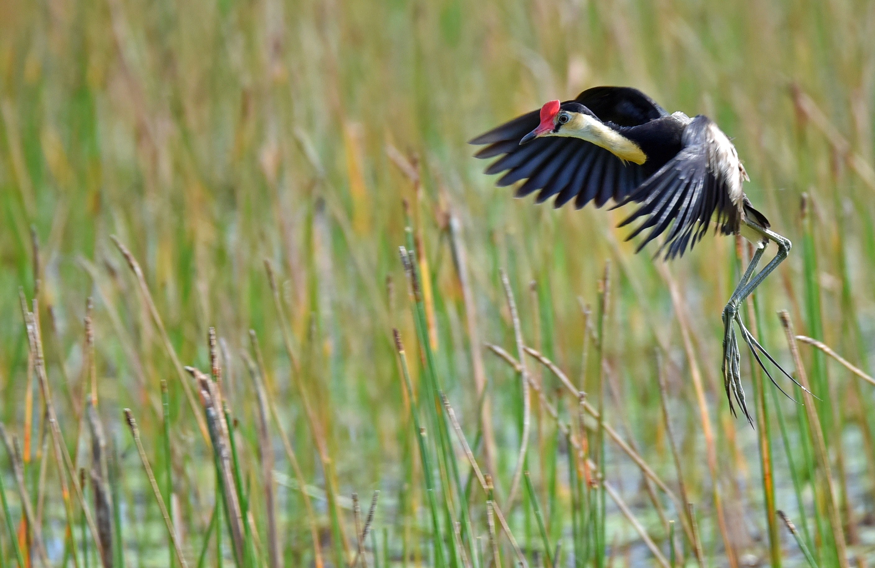 a jacana coming in to land 4k, HD Wallpaper