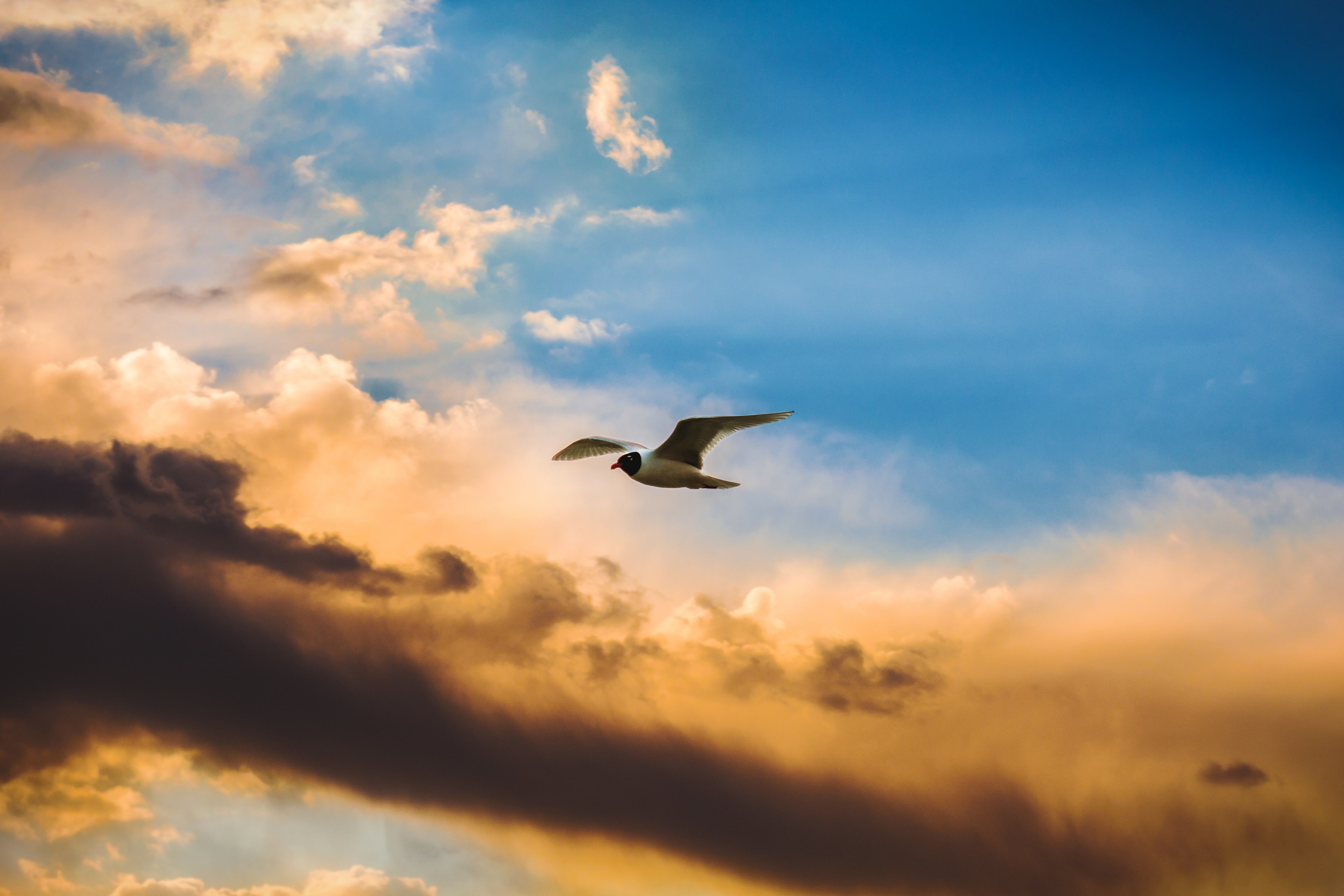 bird sky flying and wings 4k, HD Wallpaper
