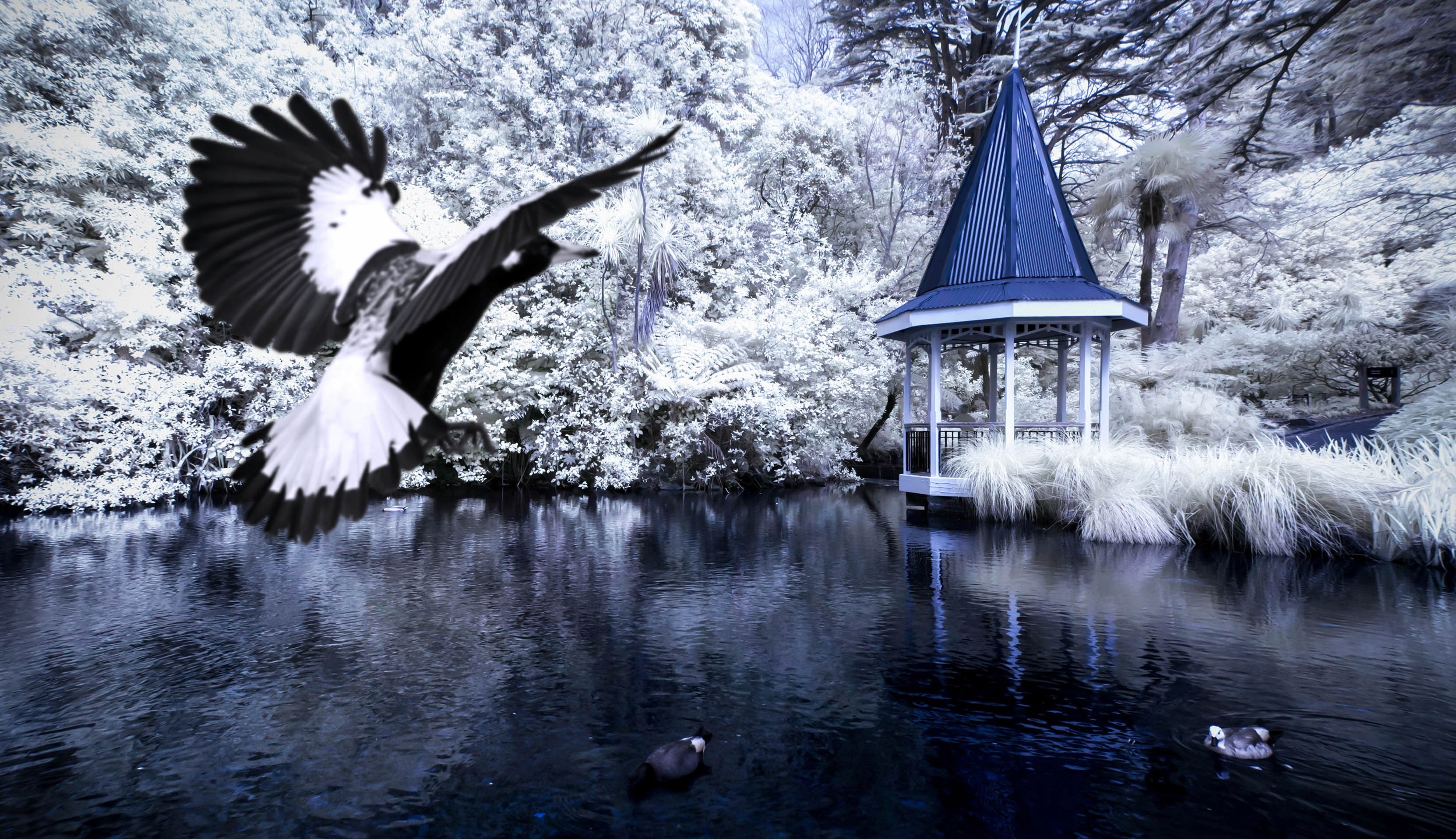 an albatross bird preparing to land on a lake which is surrounded by snow covered trees a white gazebo with a blue roof sits on the shore of the lake, bird and gazebo on winter lake 4k, HD Wallpaper