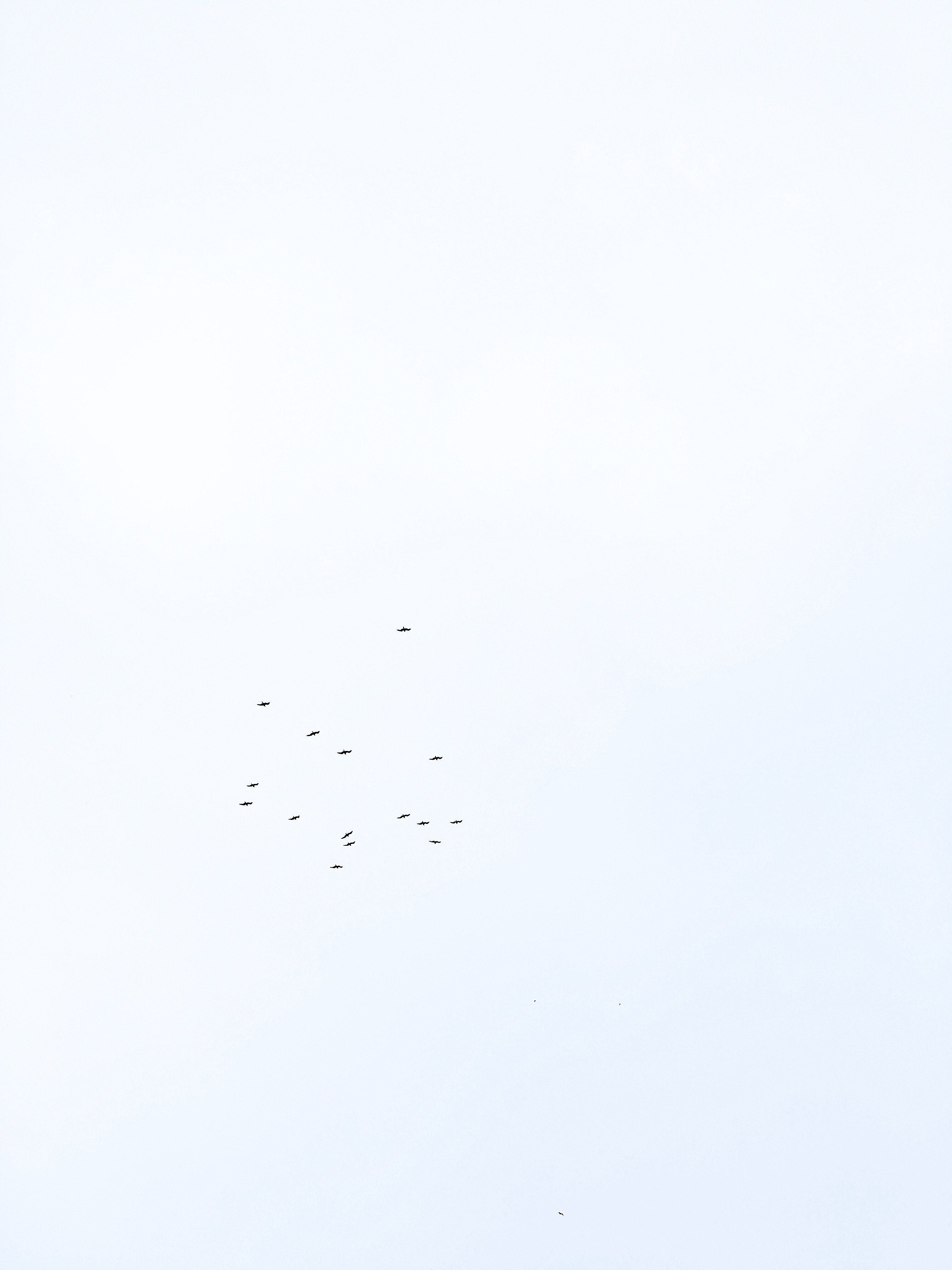 sky bird flock bird and flying hd, 4k, Phone HD Wallpaper