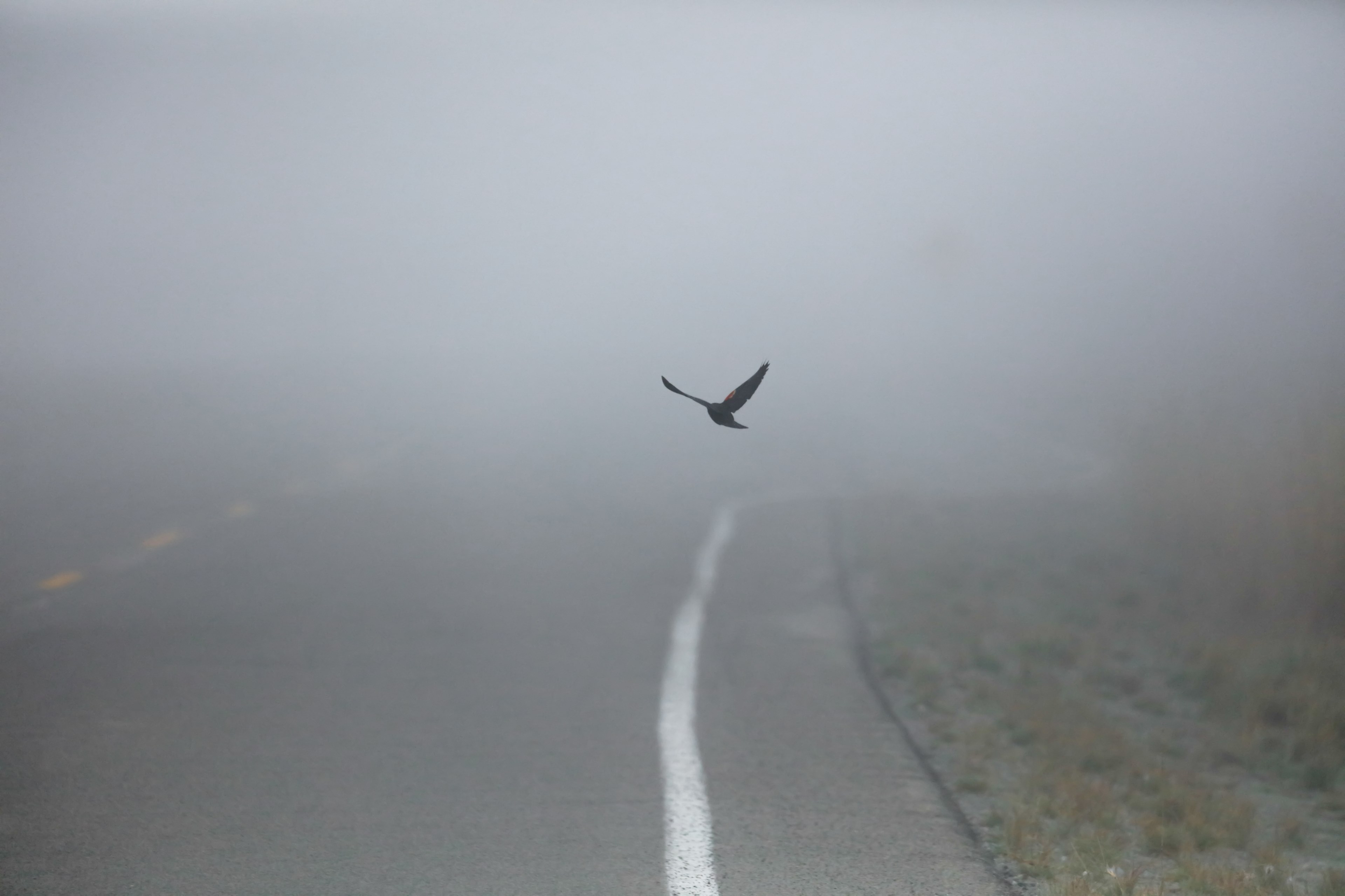 single bird flies through the fog over a rural road, bird through the fog 4k, HD Wallpaper