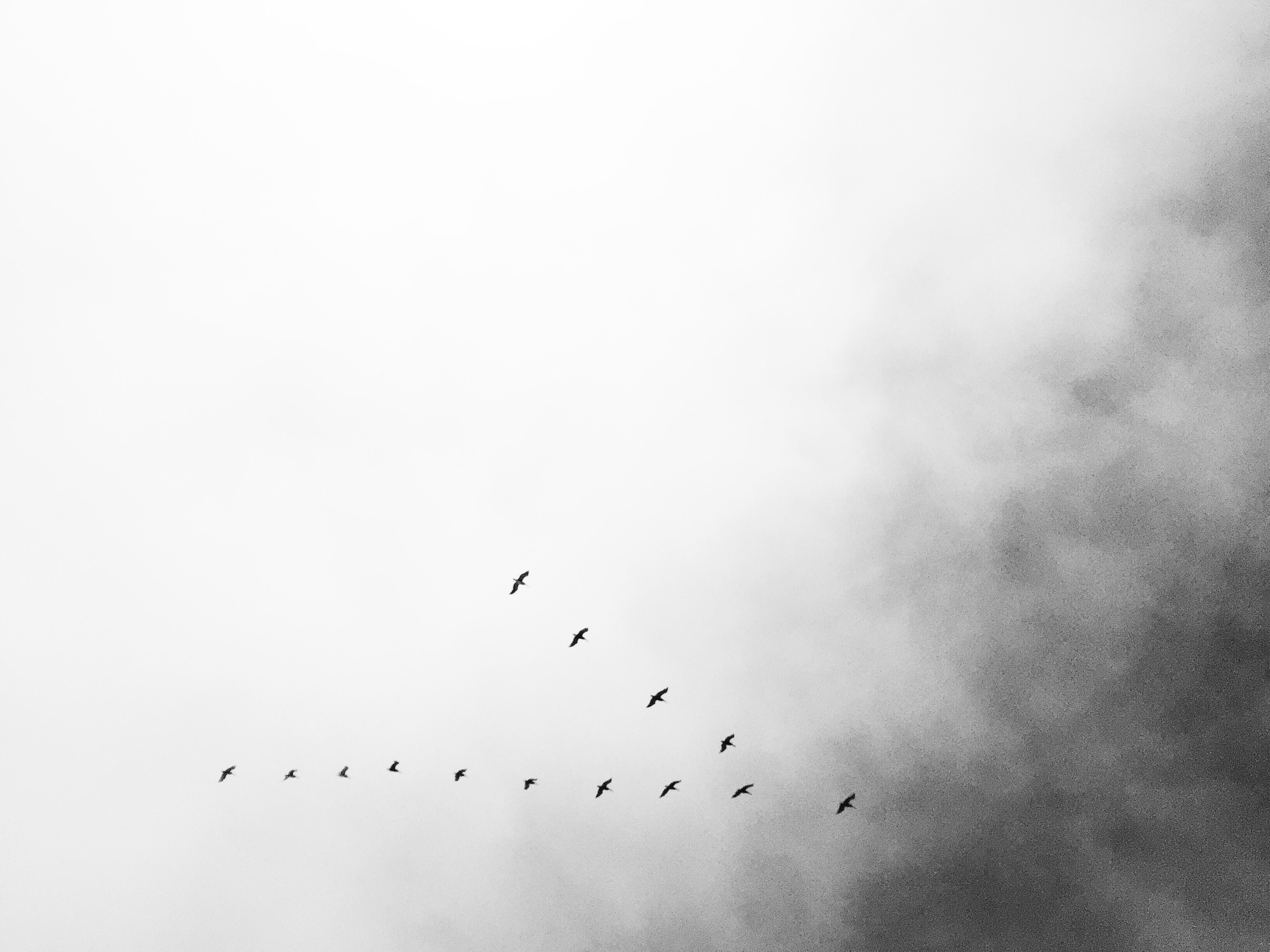 sky cloud avila and bird 4k, HD Wallpaper