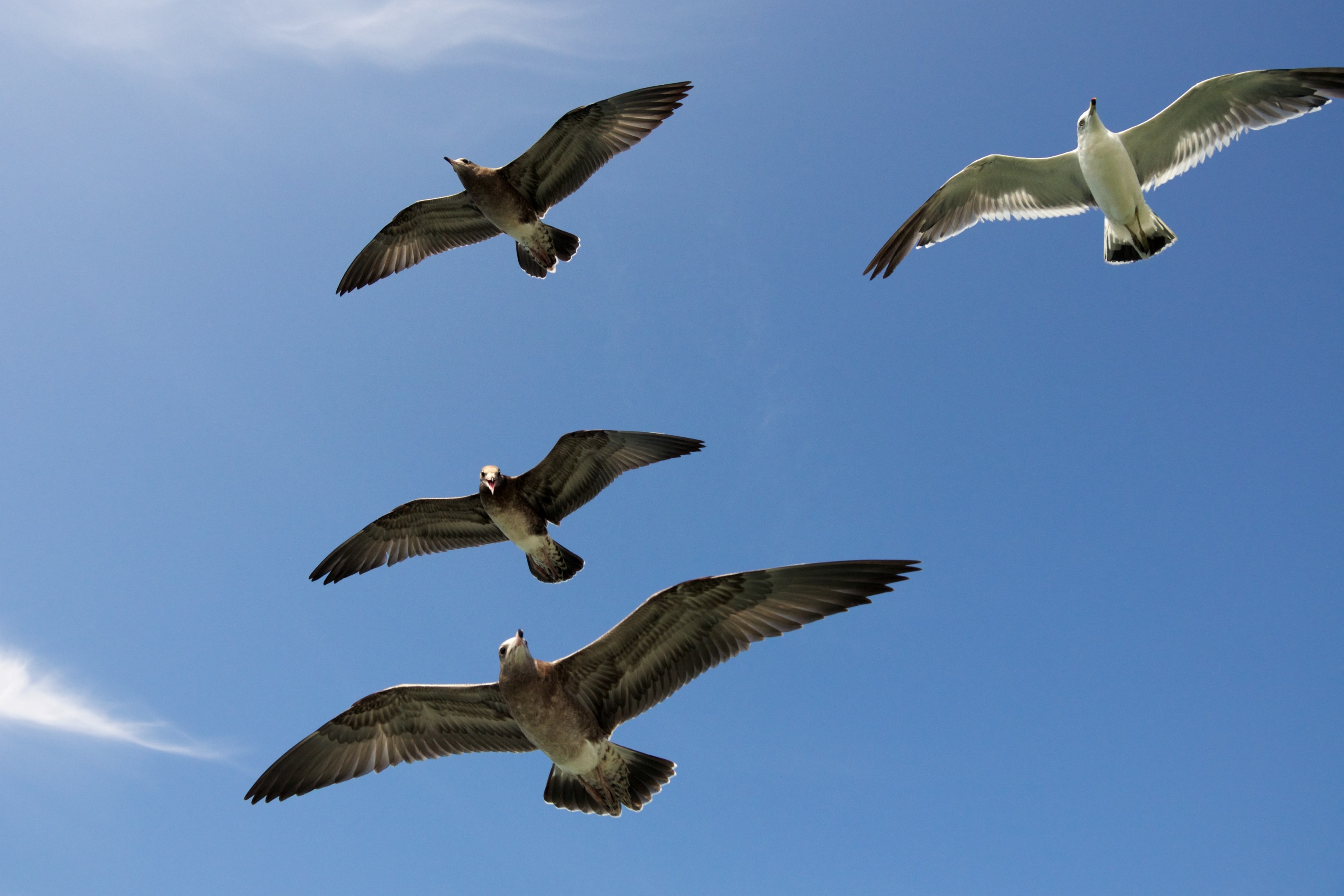 seagull bird sky and feather 4k, HD Wallpaper