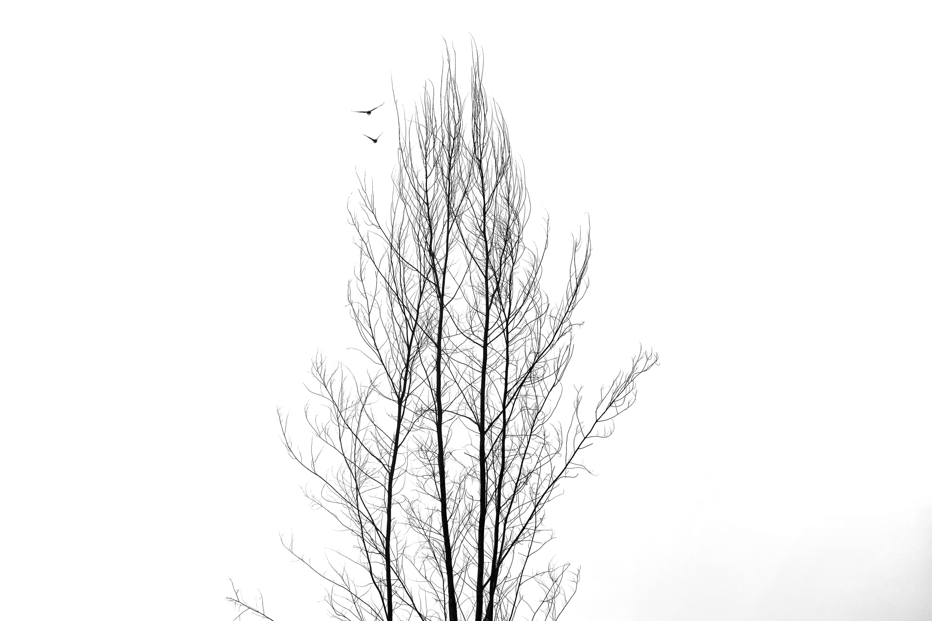 forest singapore vsco and bw 4k, HD Wallpaper
