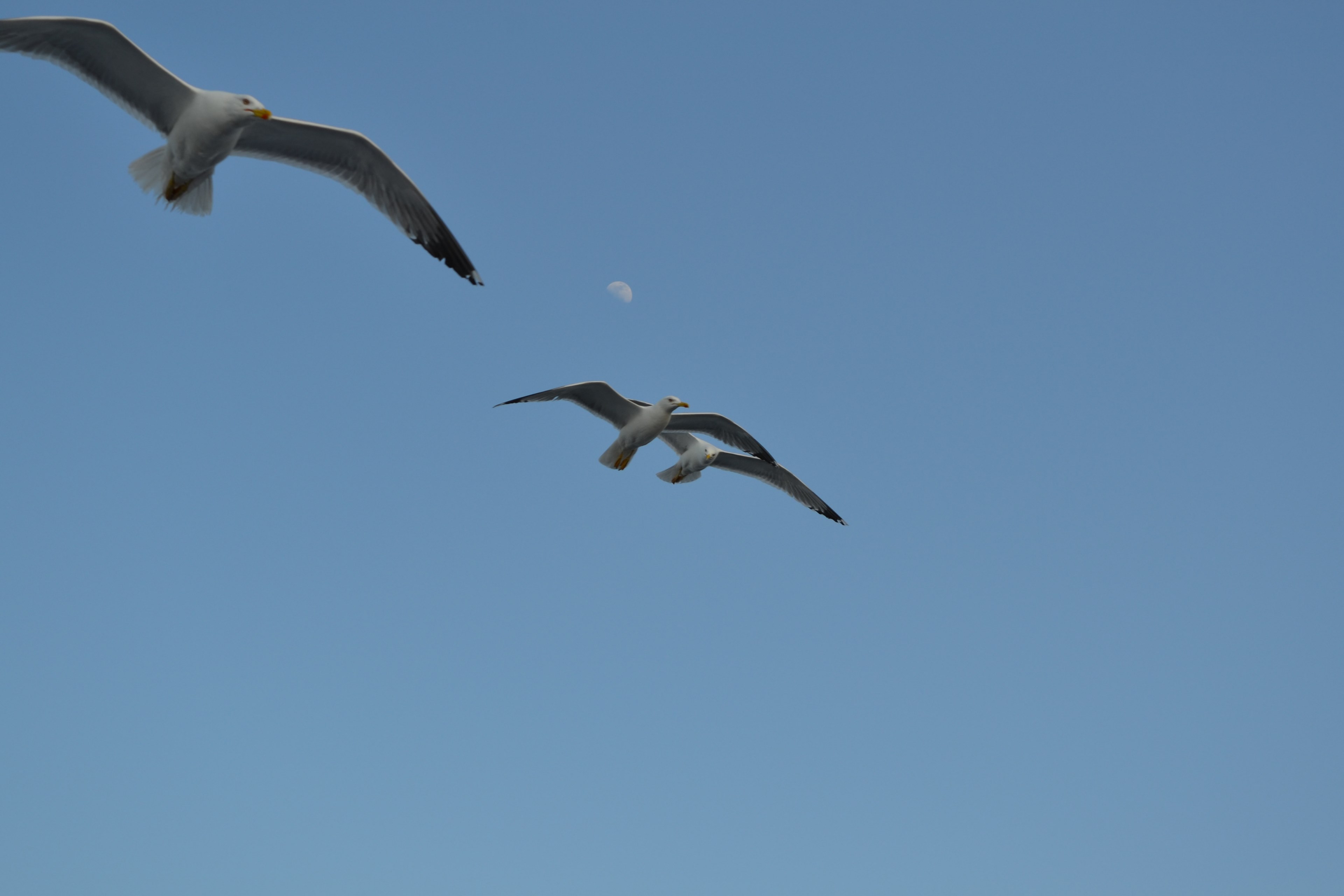 sky moon albatross and sea 4k, HD Wallpaper